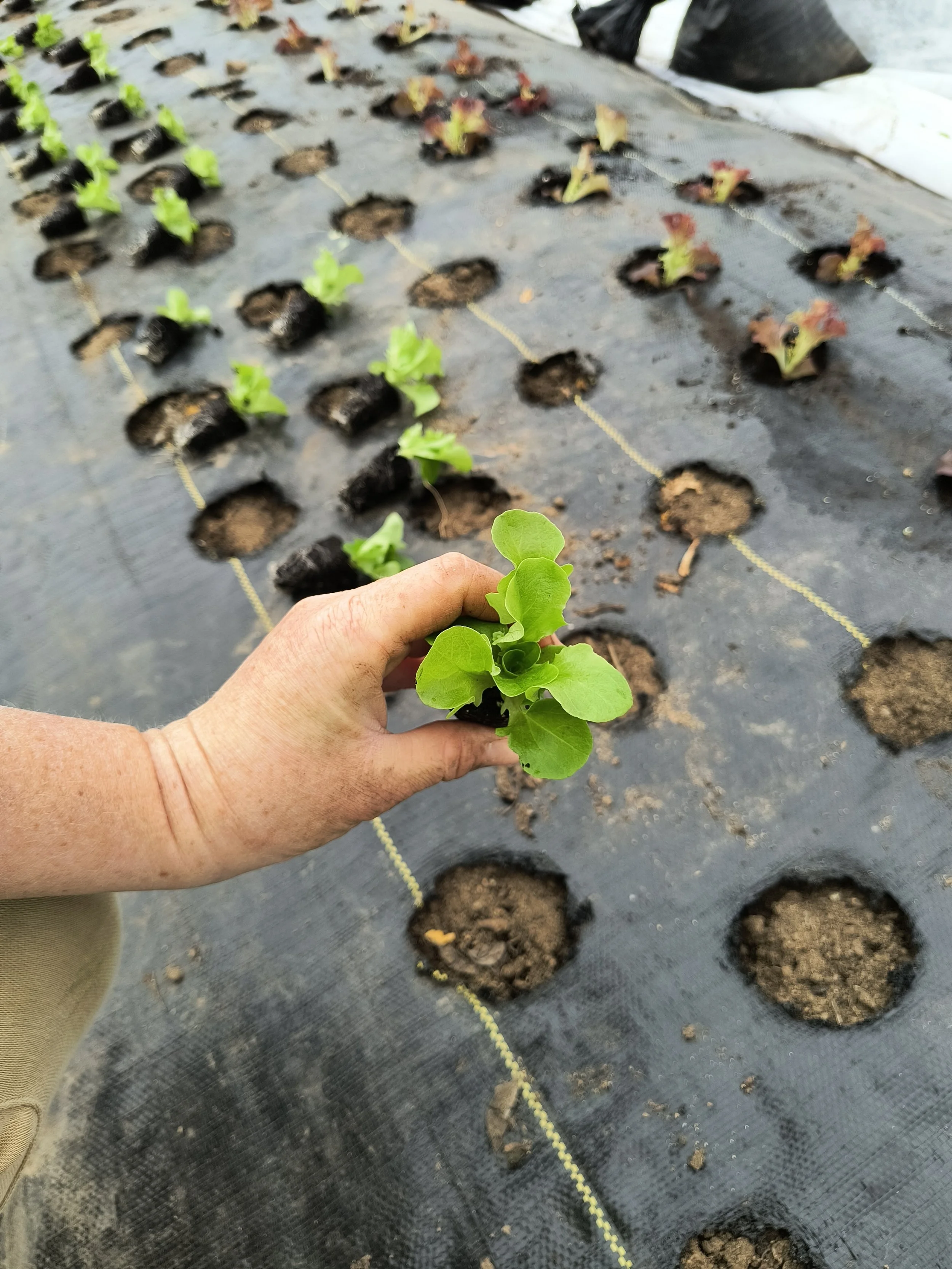 1000016695 - Copy.jpg