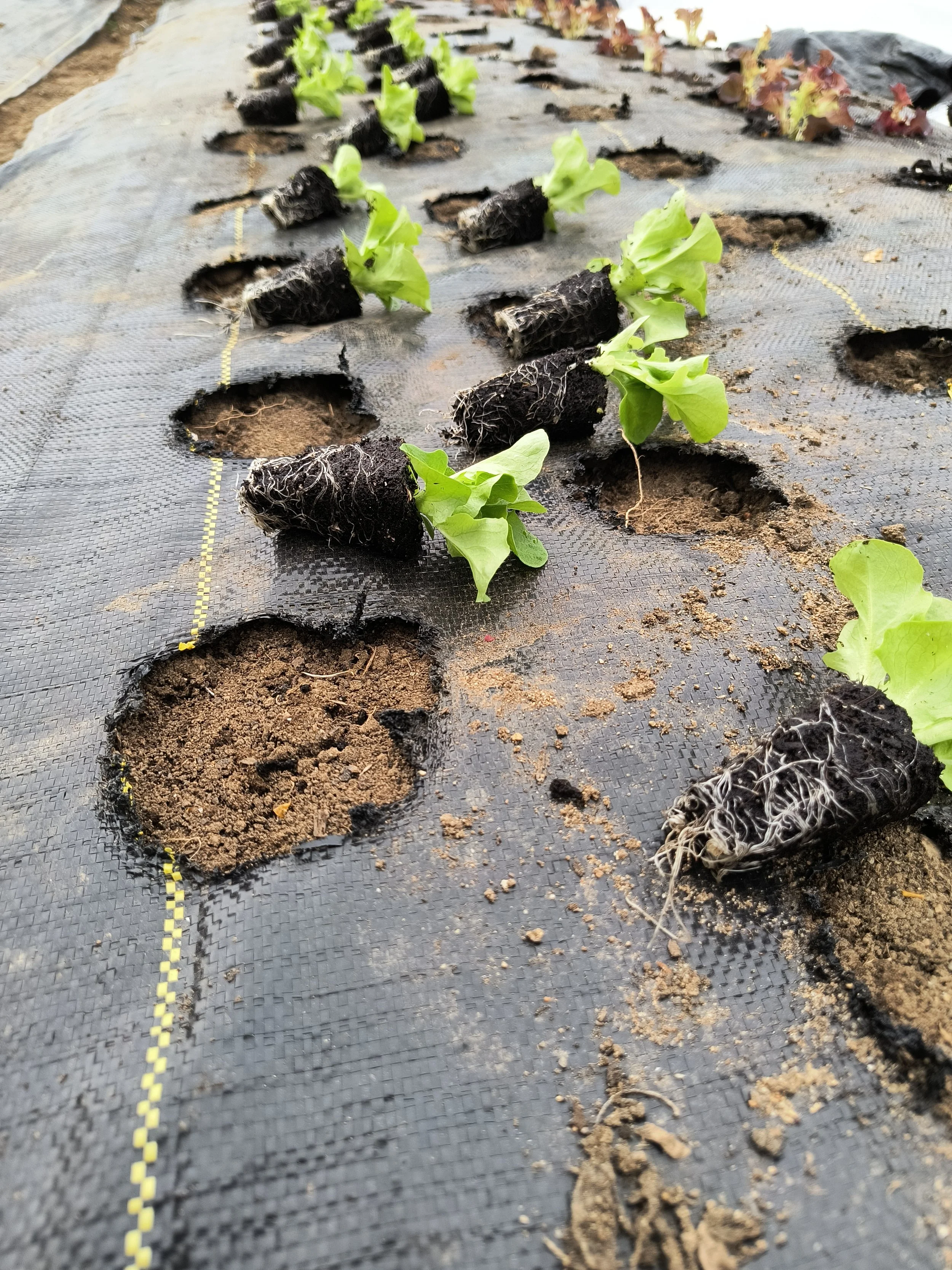 1000016697 - Copy.jpg