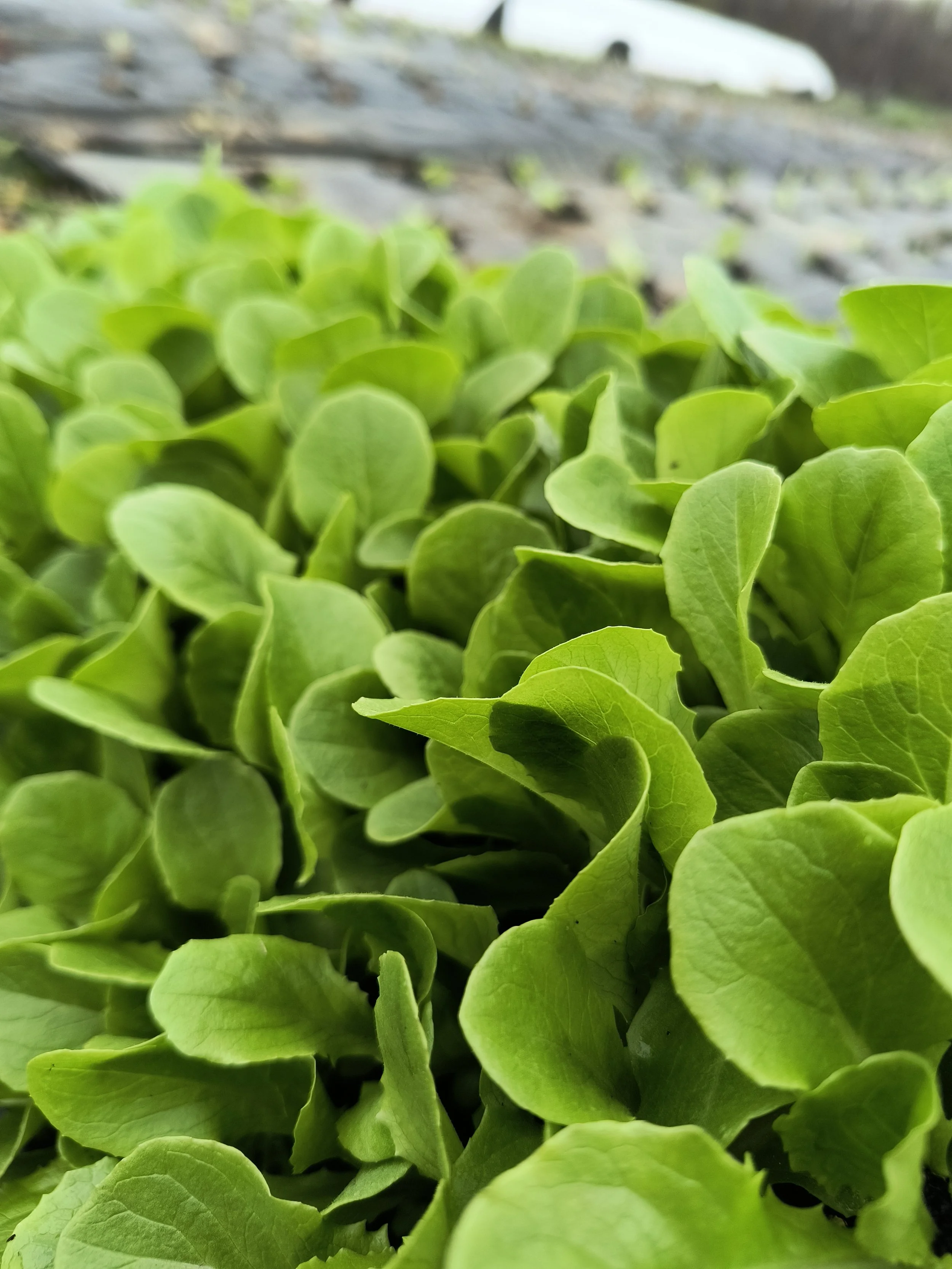 1000016700 - Copy.jpg