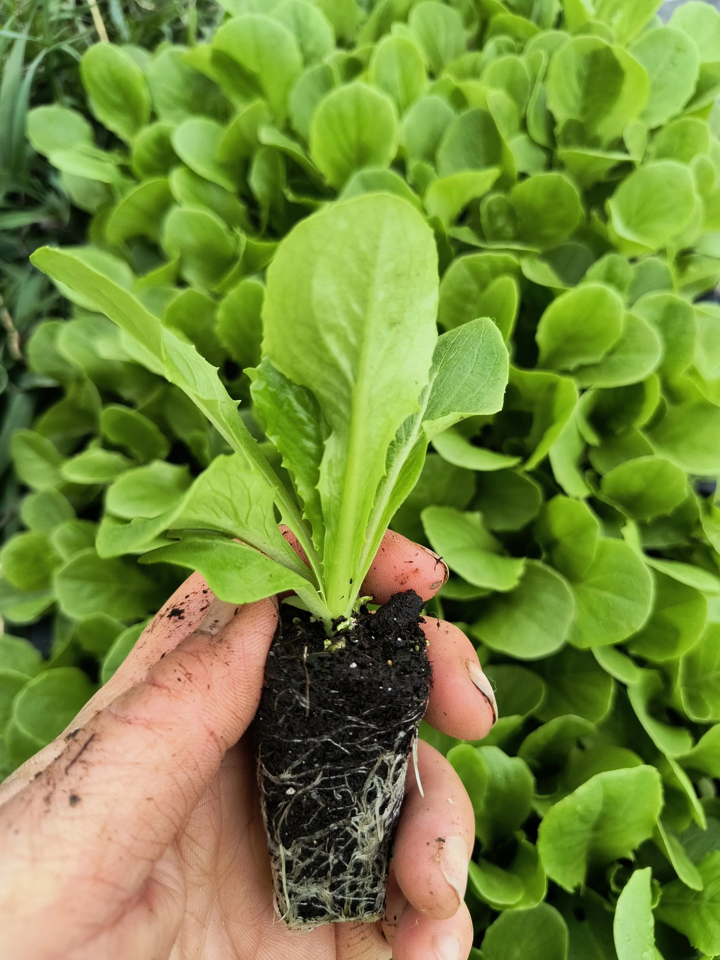 1000016701 - Copy.jpg