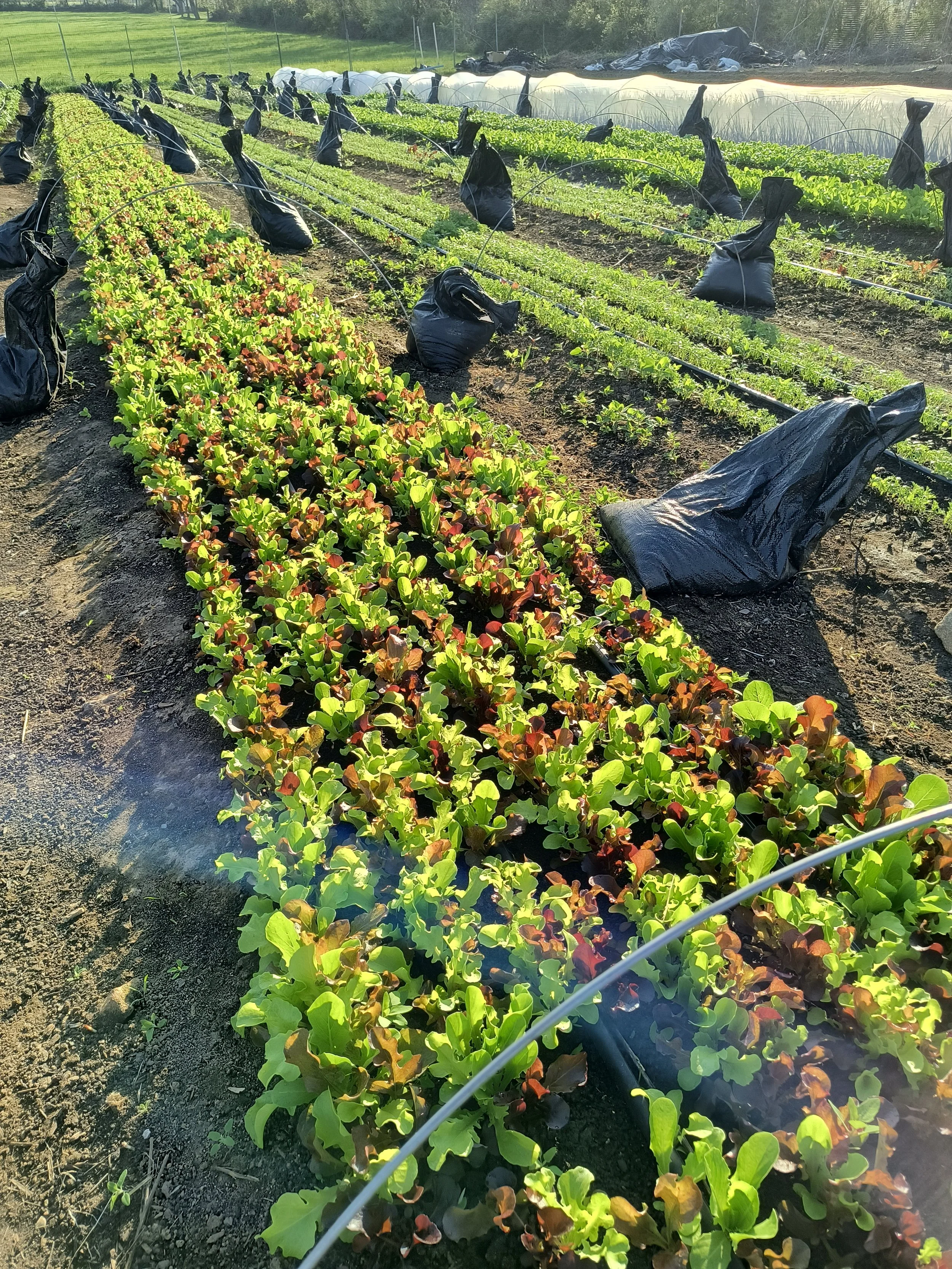 1000017086 - Copy.jpg