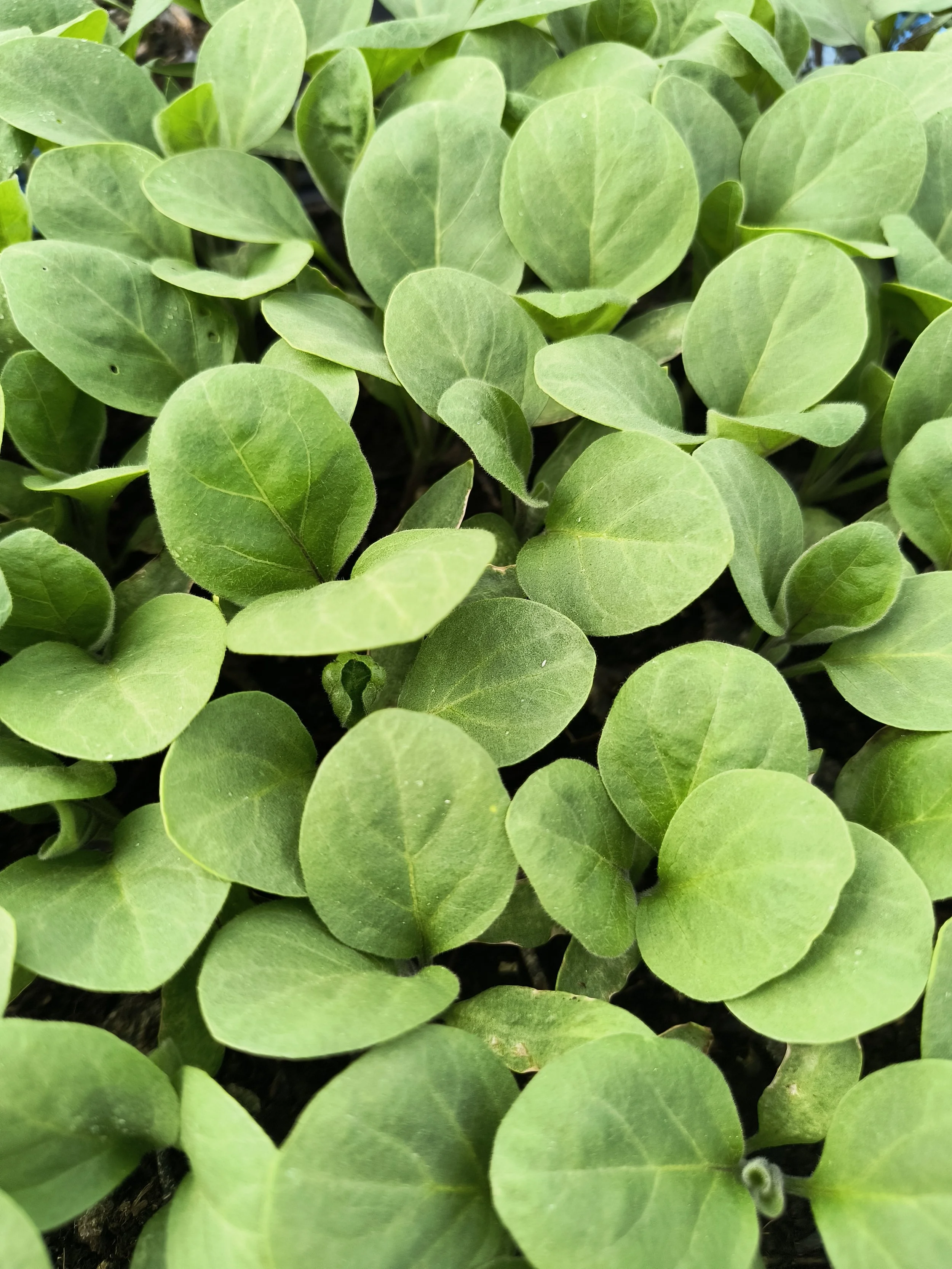 1000017182 - Copy.jpg