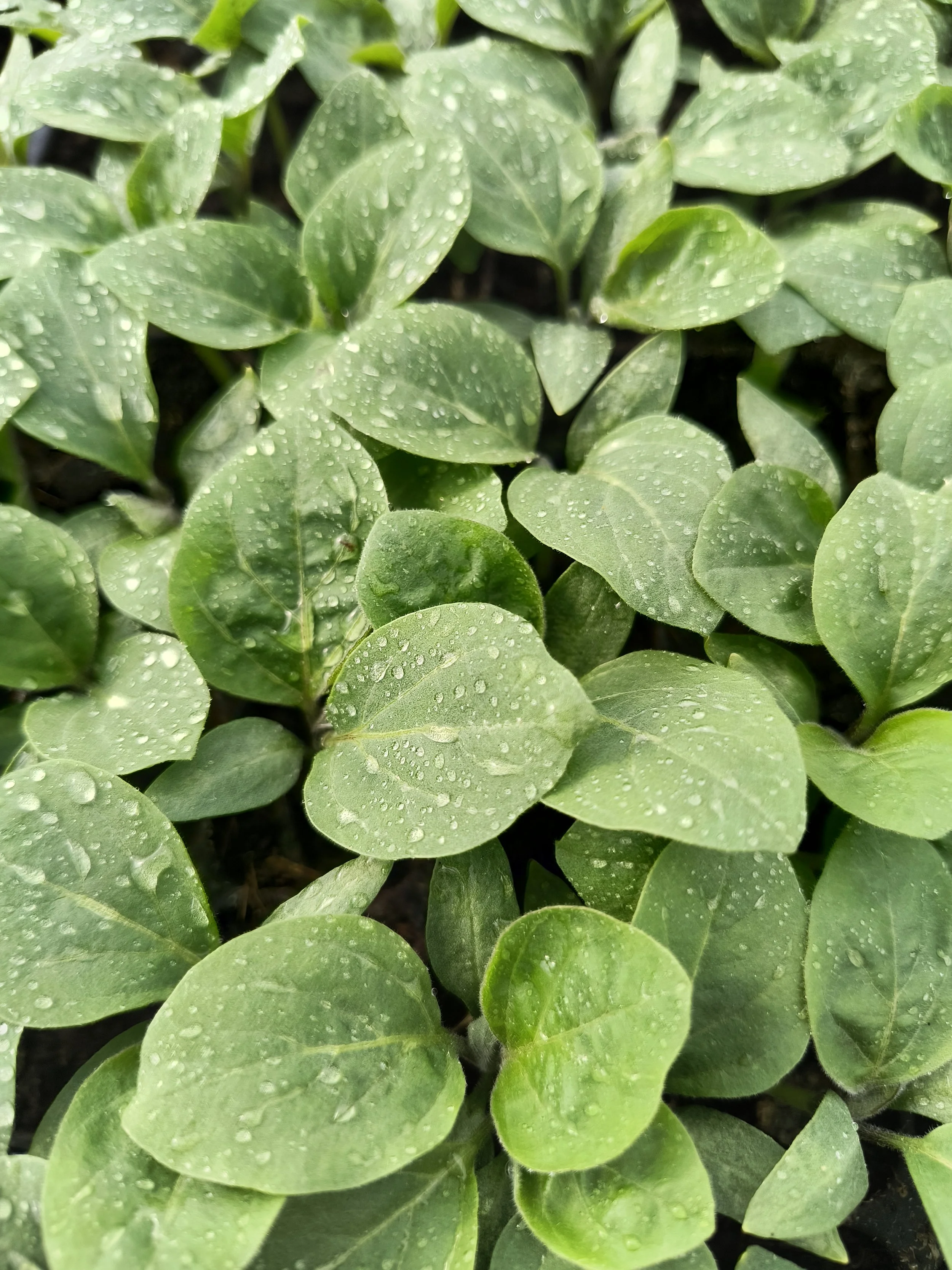 1000017183 - Copy.jpg