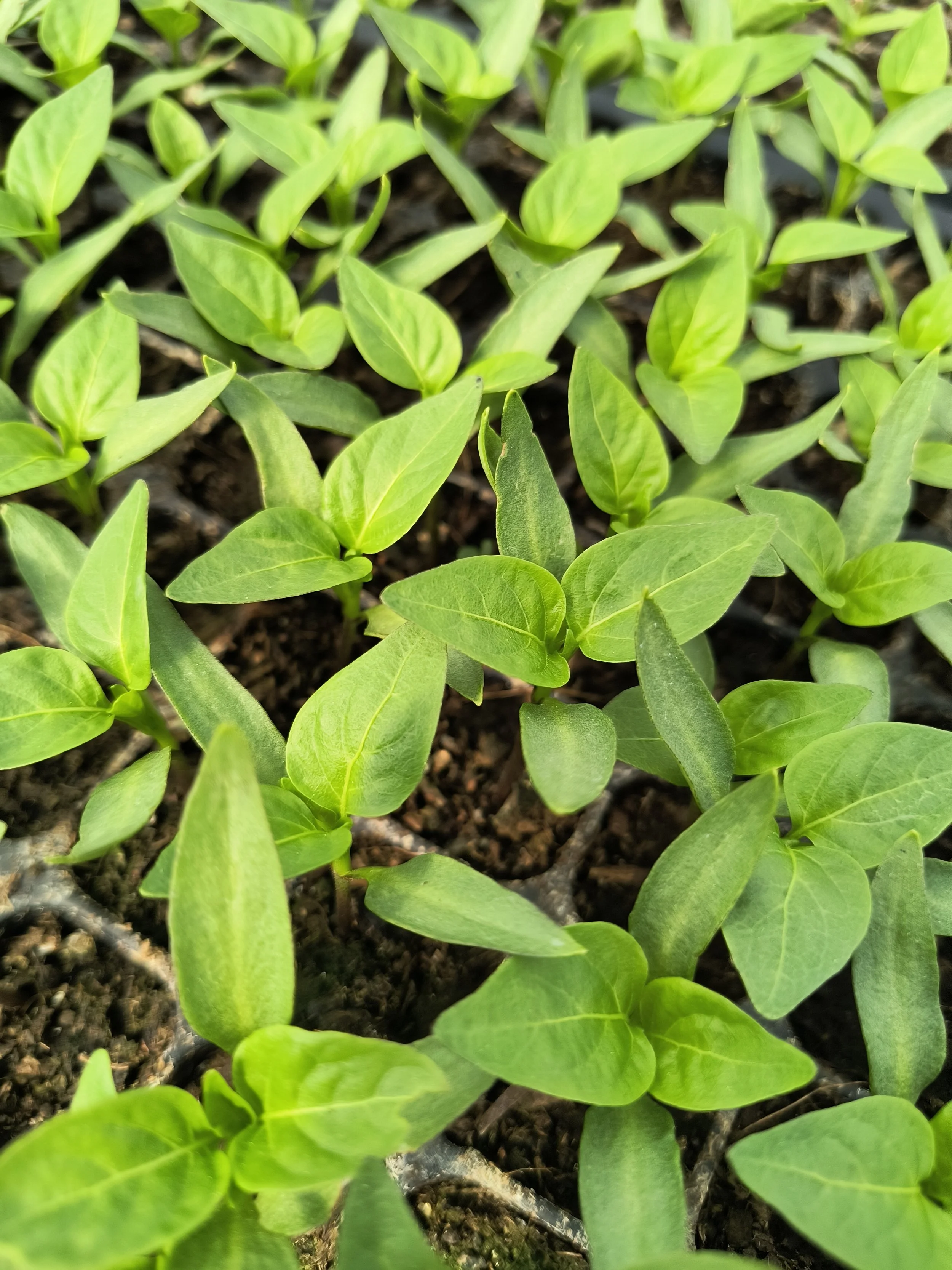 1000017184 - Copy.jpg