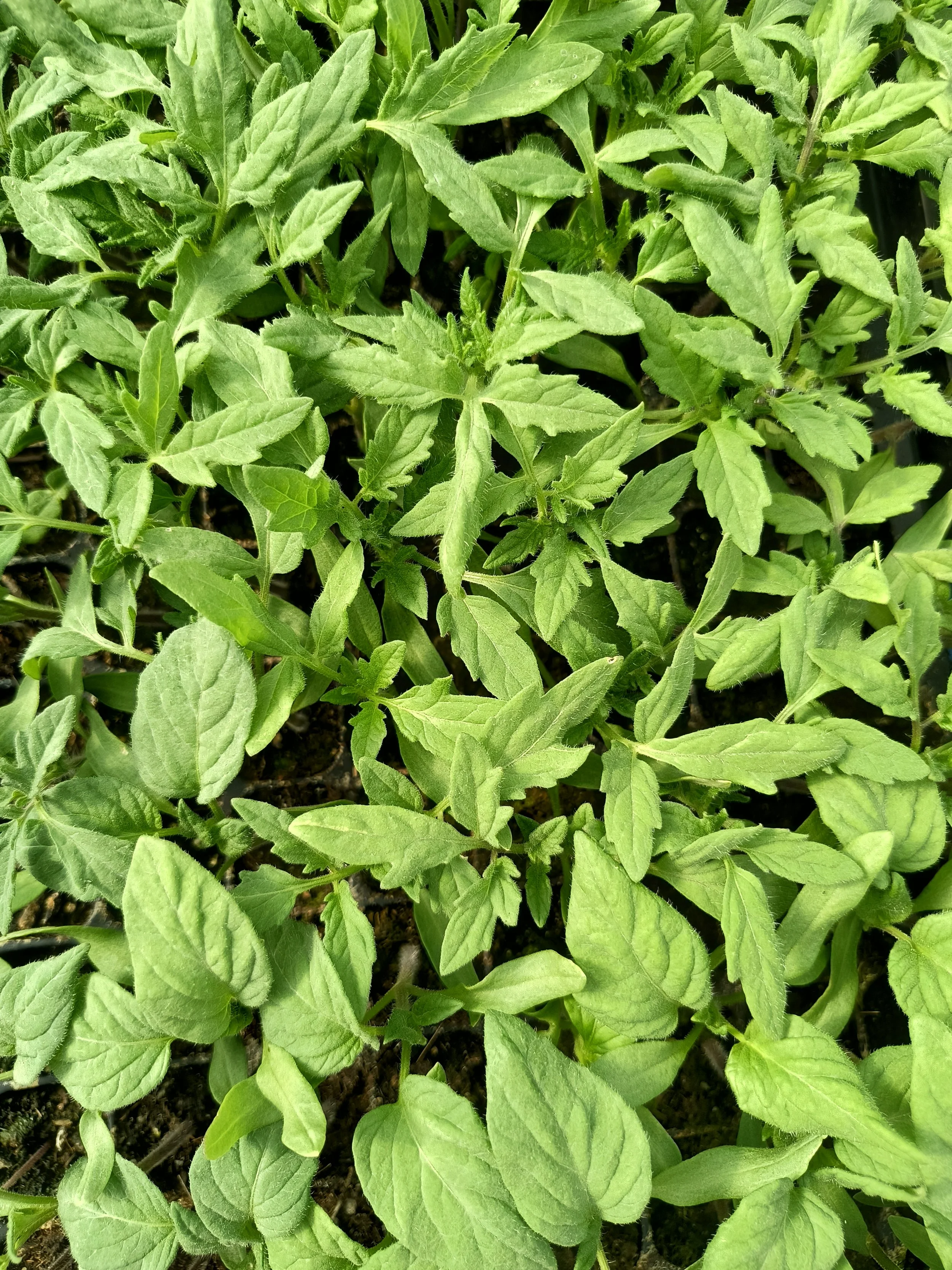 1000017186 - Copy.jpg