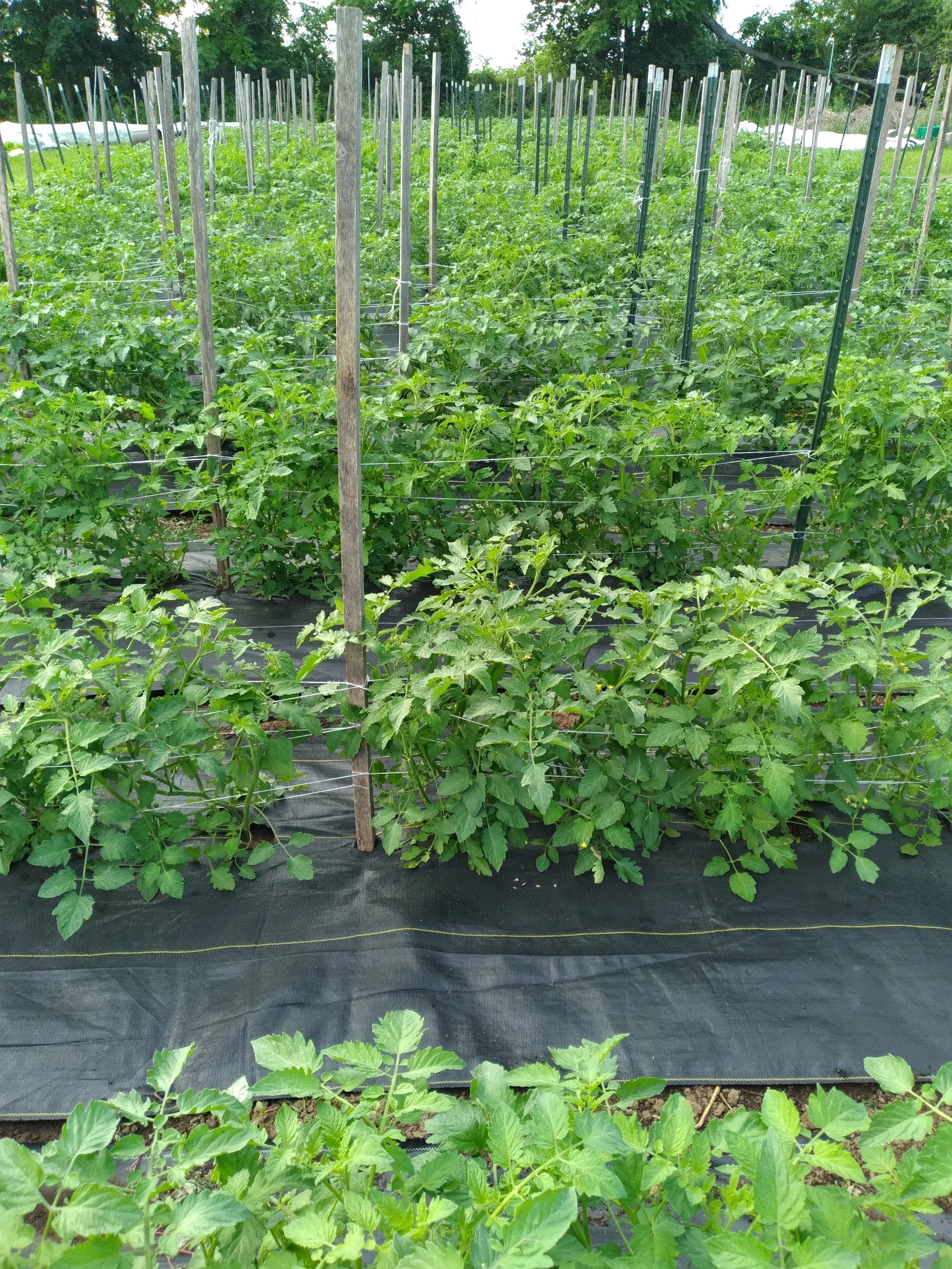 1000019329 - Copy (2).jpg