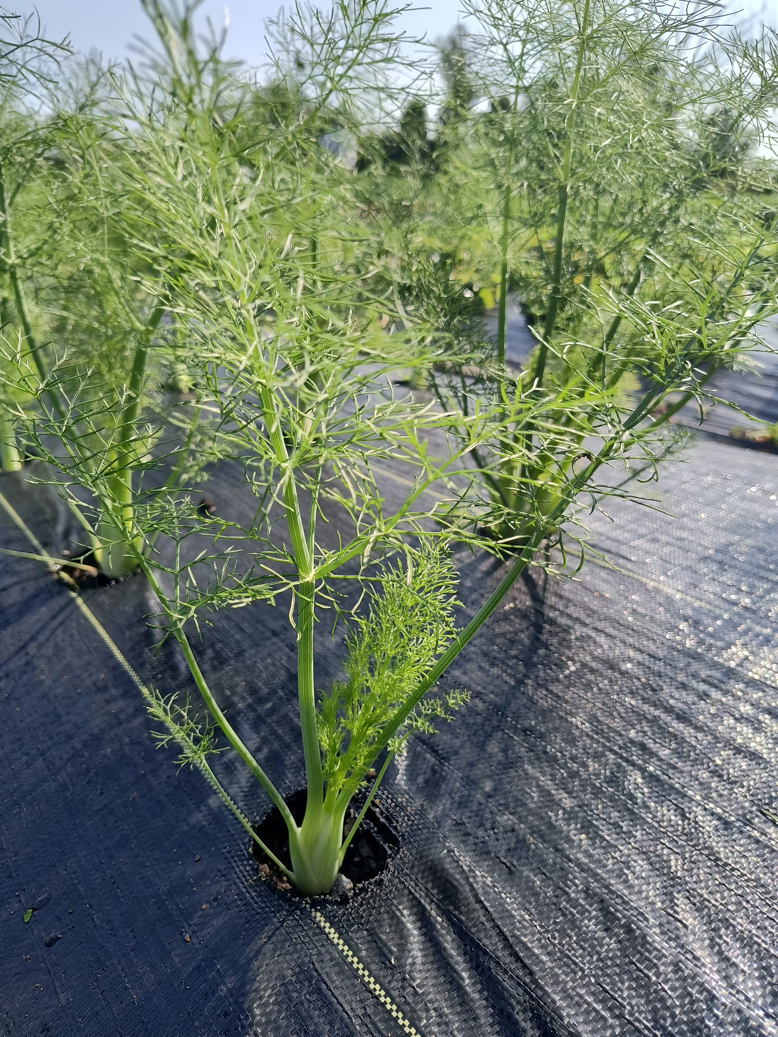 1000020820 - Copy.jpg