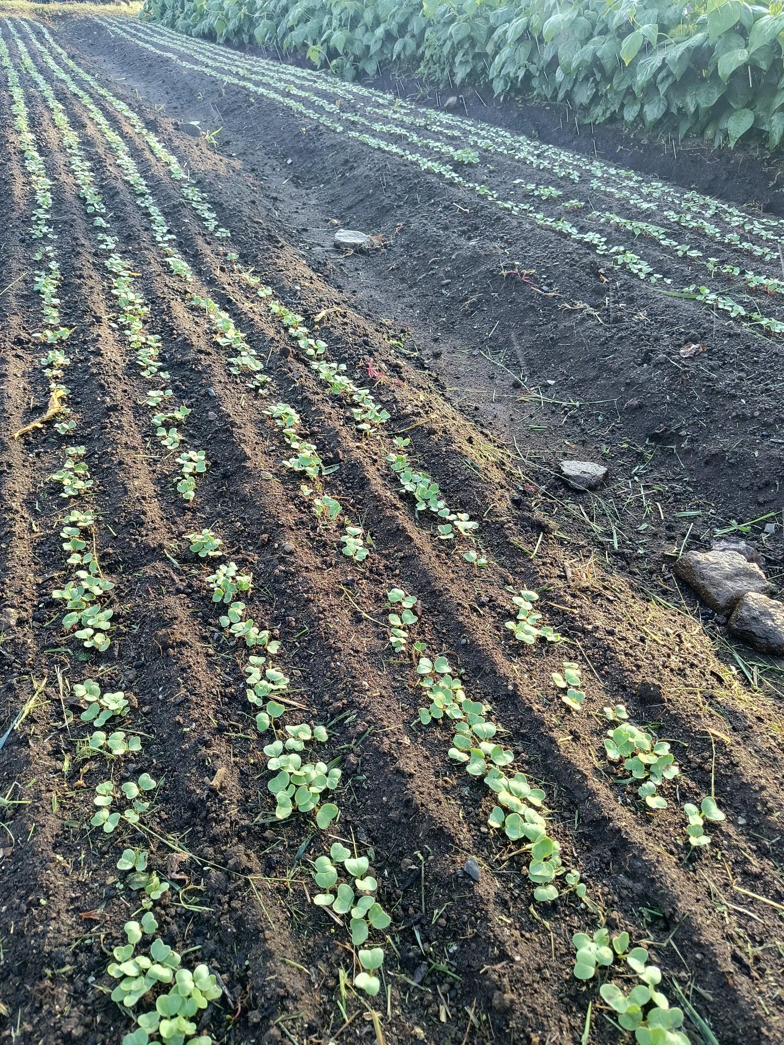 1000021072 - Copy.jpg