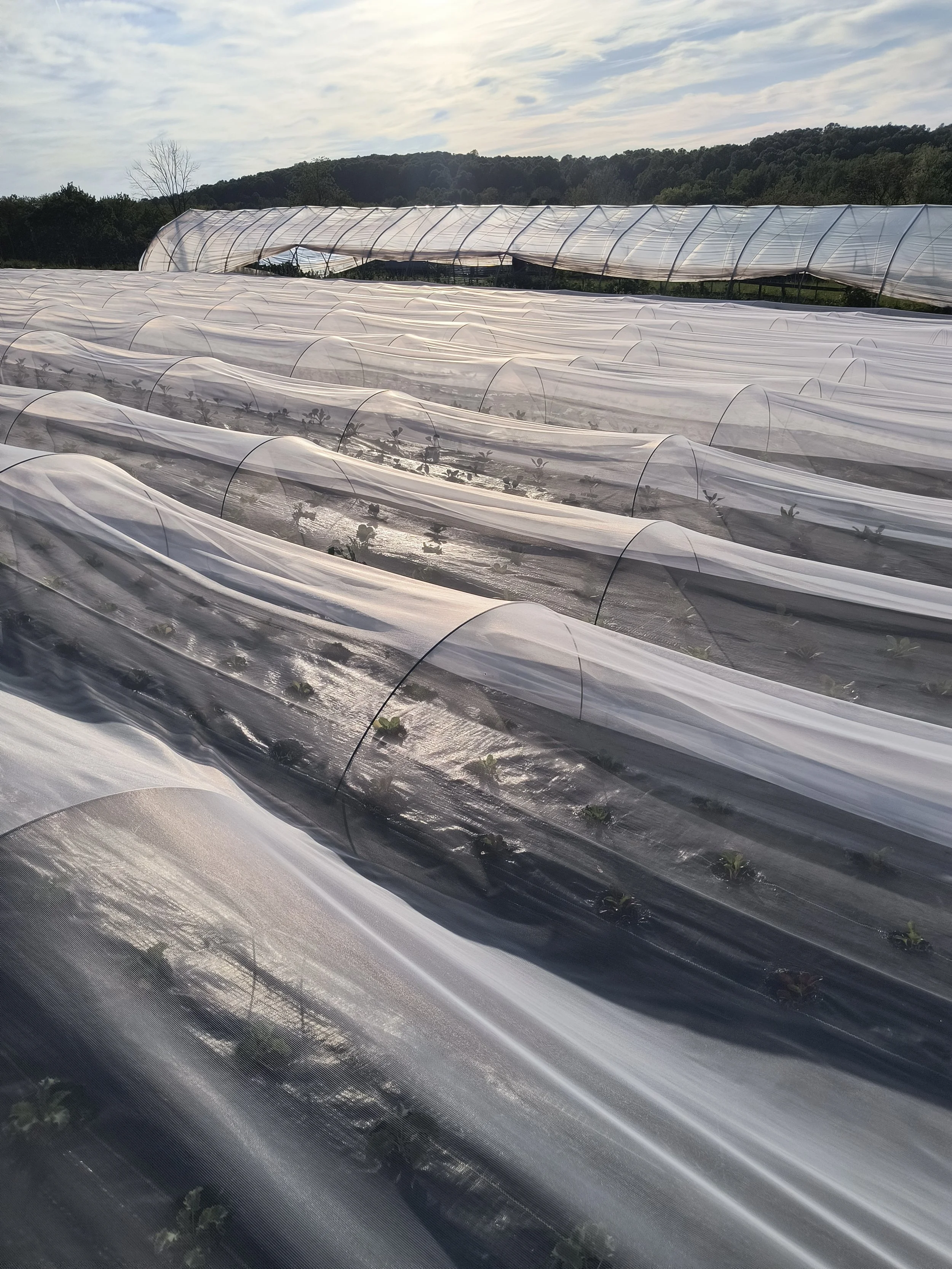 1000017407 - Copy.jpg