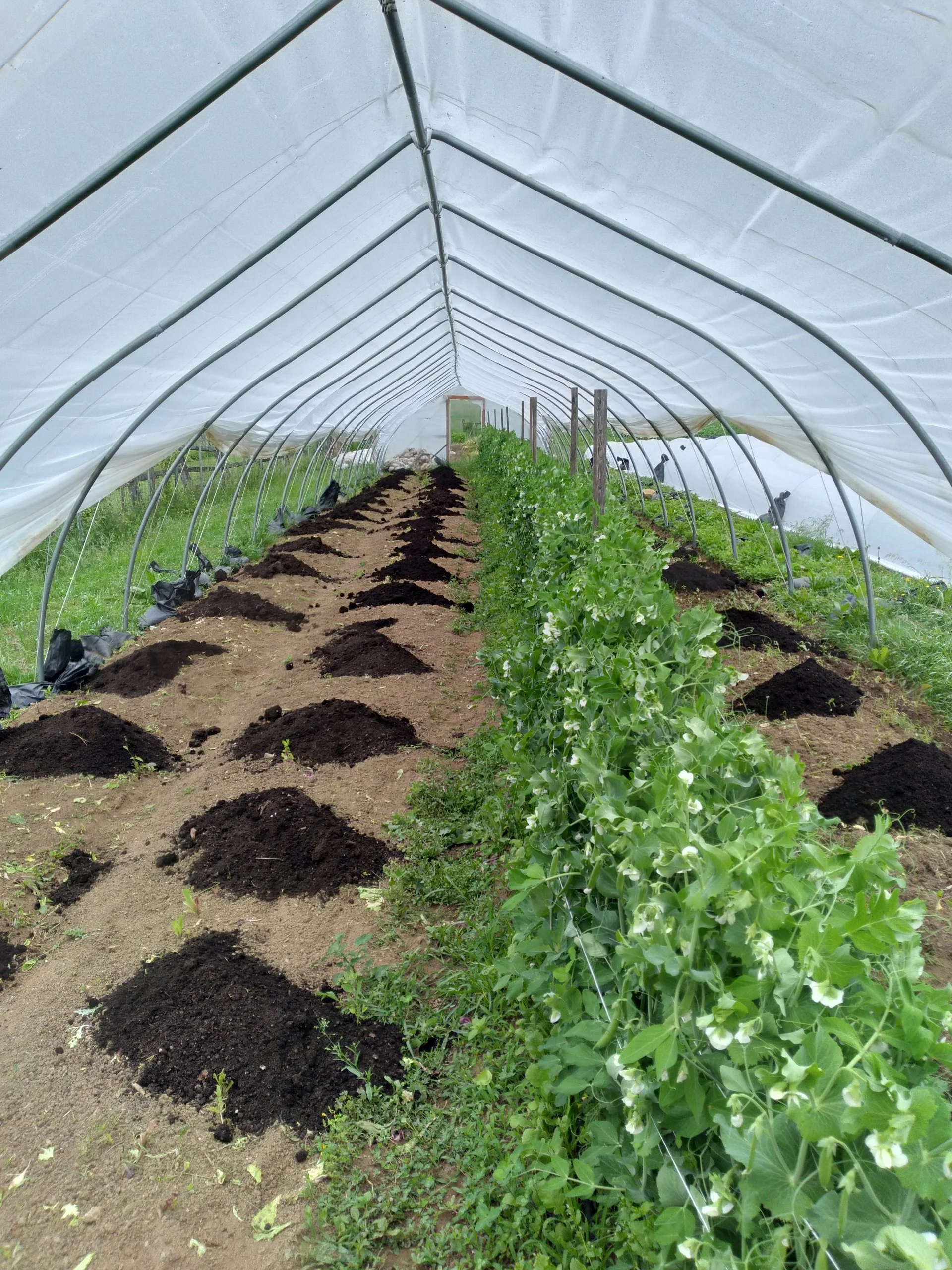 1000017687 - Copy.jpg