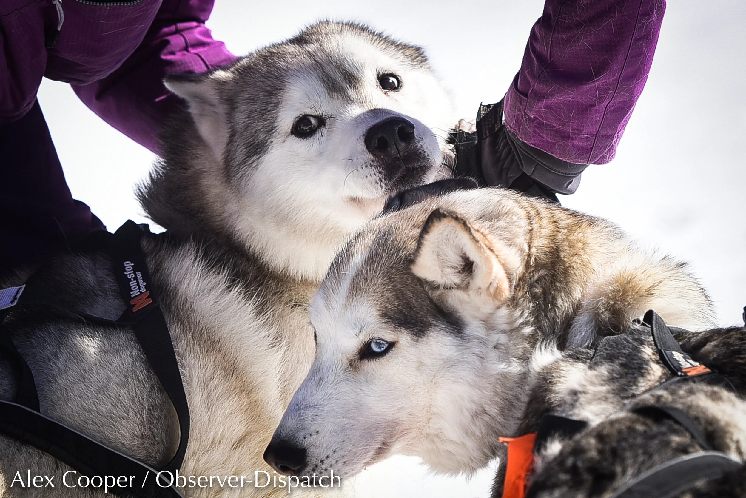 dog_sledding_WM-9.jpg