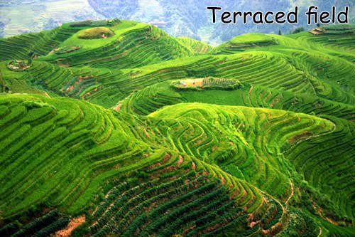 terraced-field-titian-named.jpg