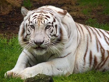 Eng tiger.jpg