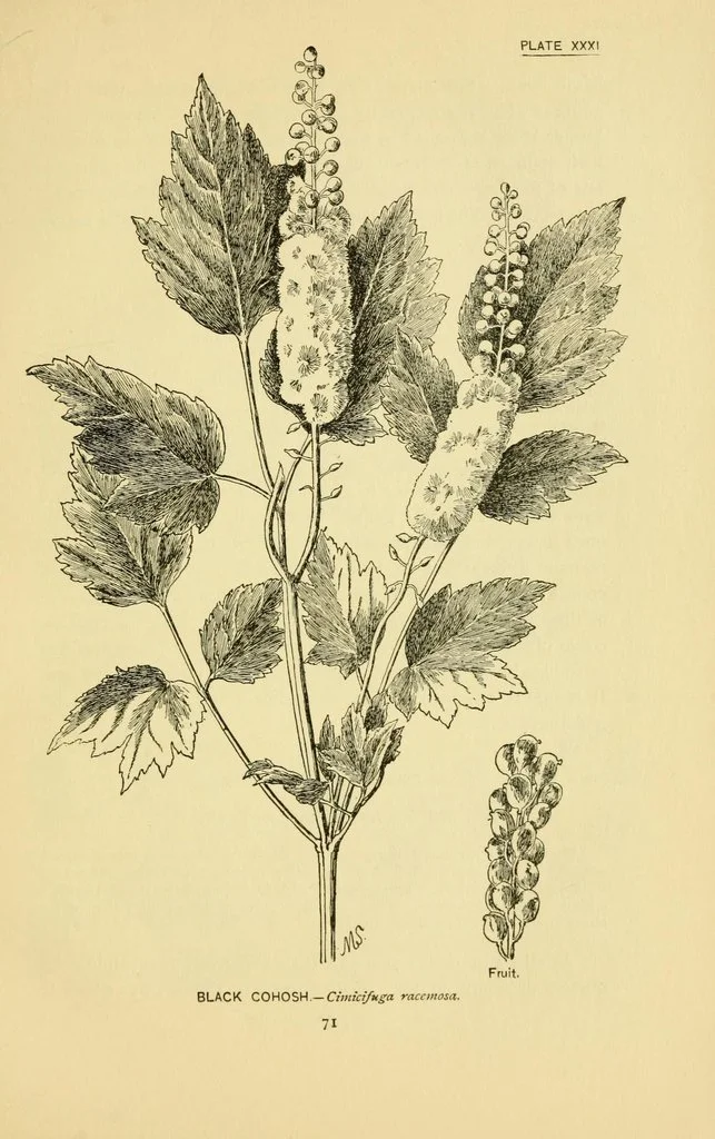 black_cohosh_Parsons_Frances_Theodora_1024x1024.jpg