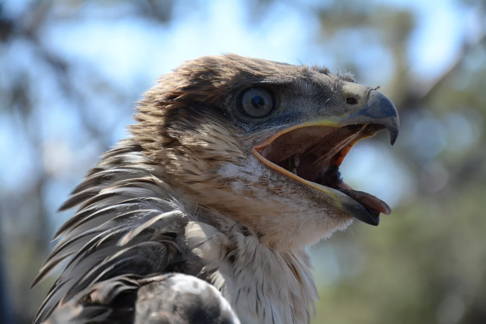 猛禽類学 - Raptor Research Techniques 猛禽類学 - Raptor Research