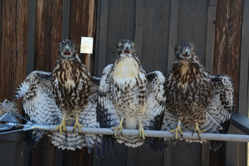 Raptor Research — Bloom Biological Inc.