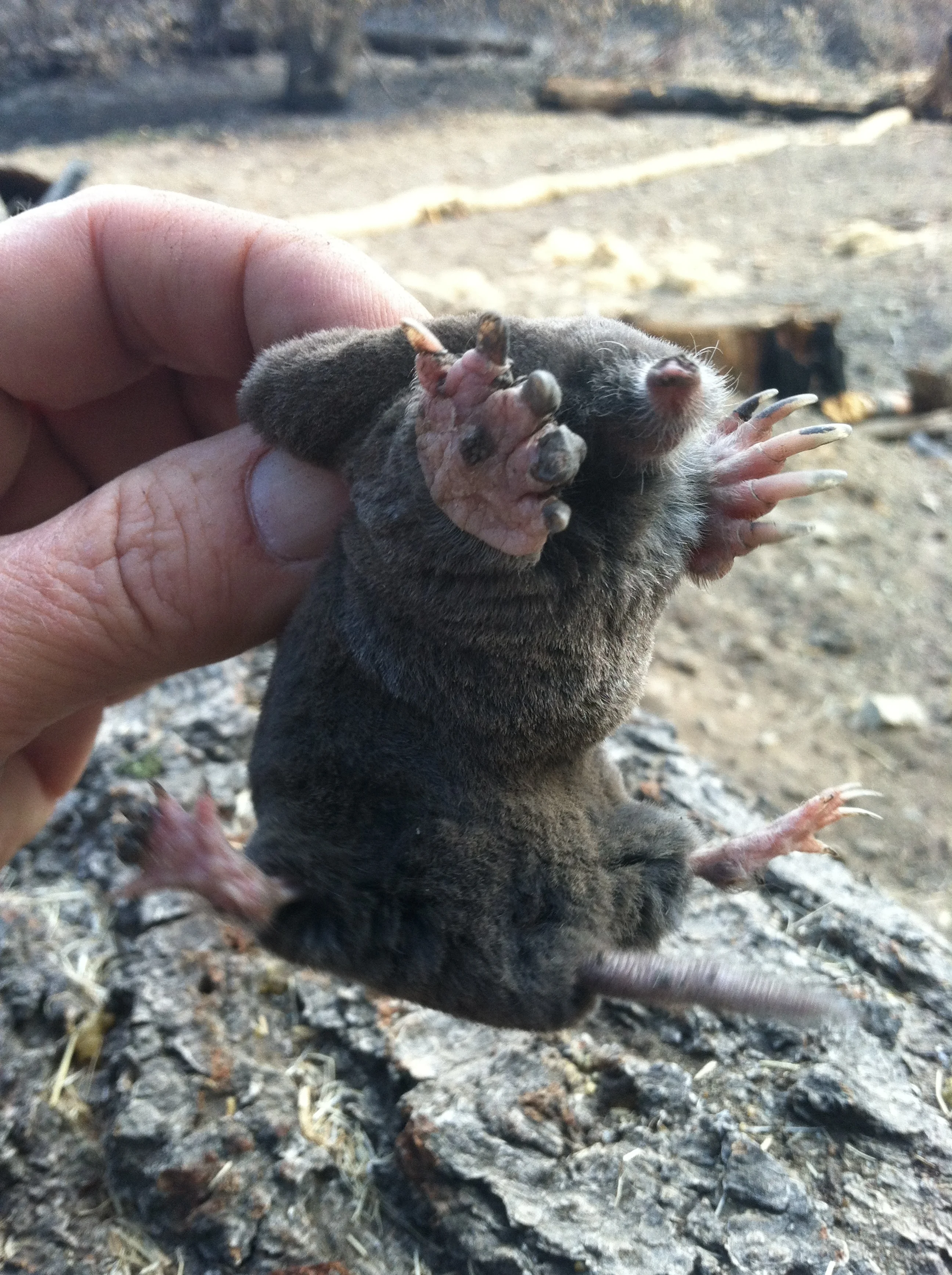 Broad-footed Mole2.JPG