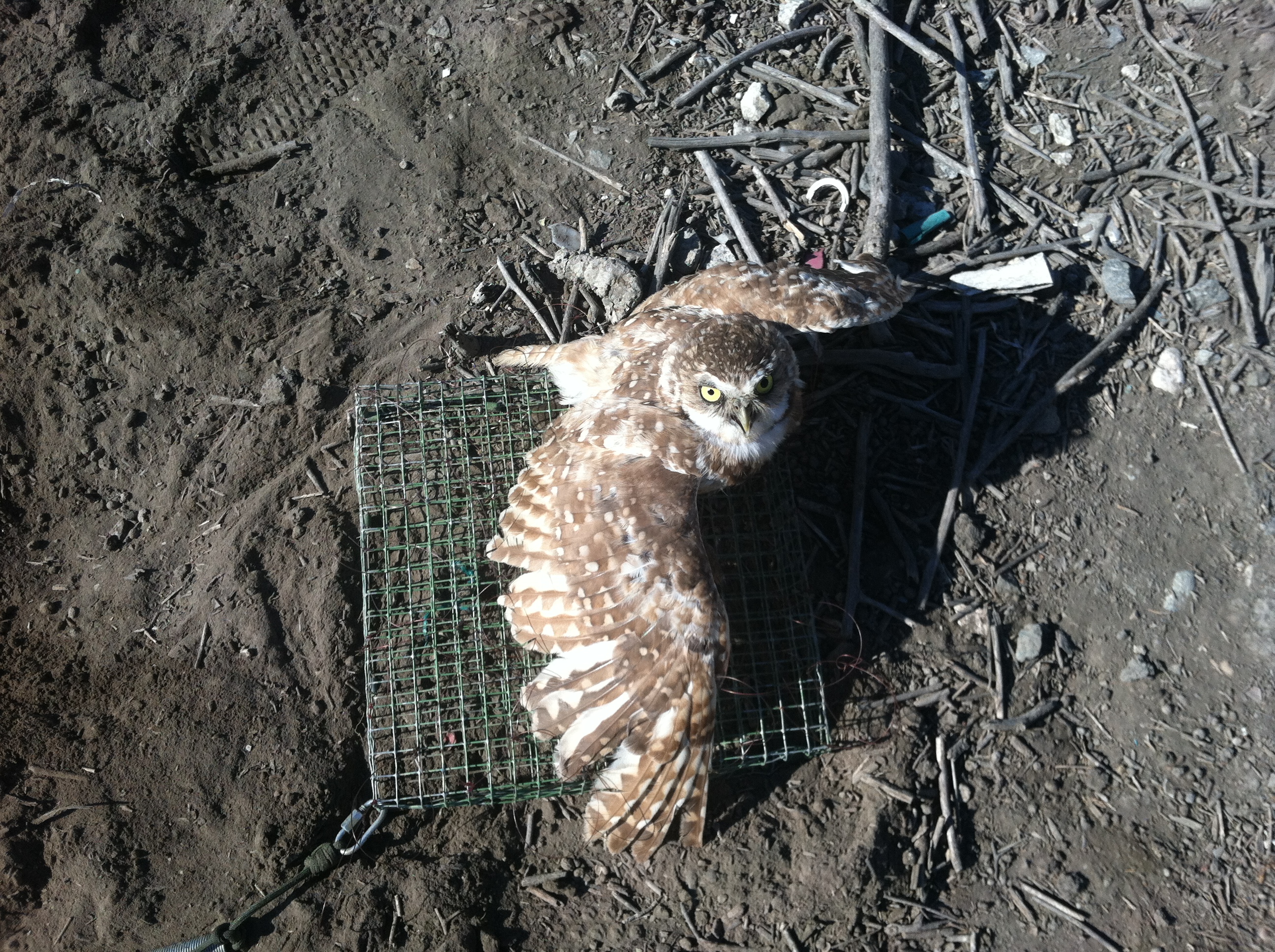 Burrowing Owl Capture - Seal Beach.JPG