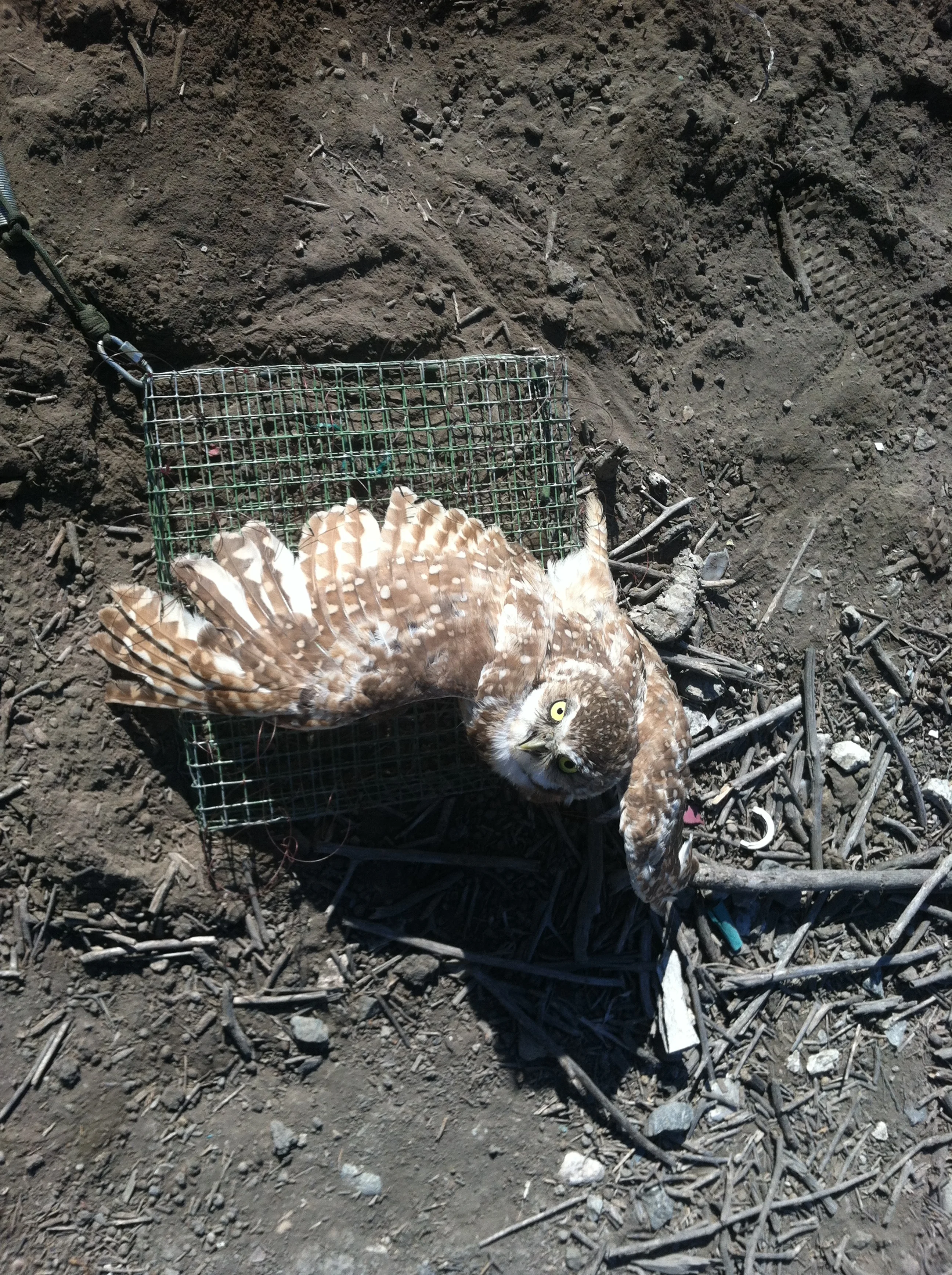 Burrowing Owl Capture - Seal Beach.JPG