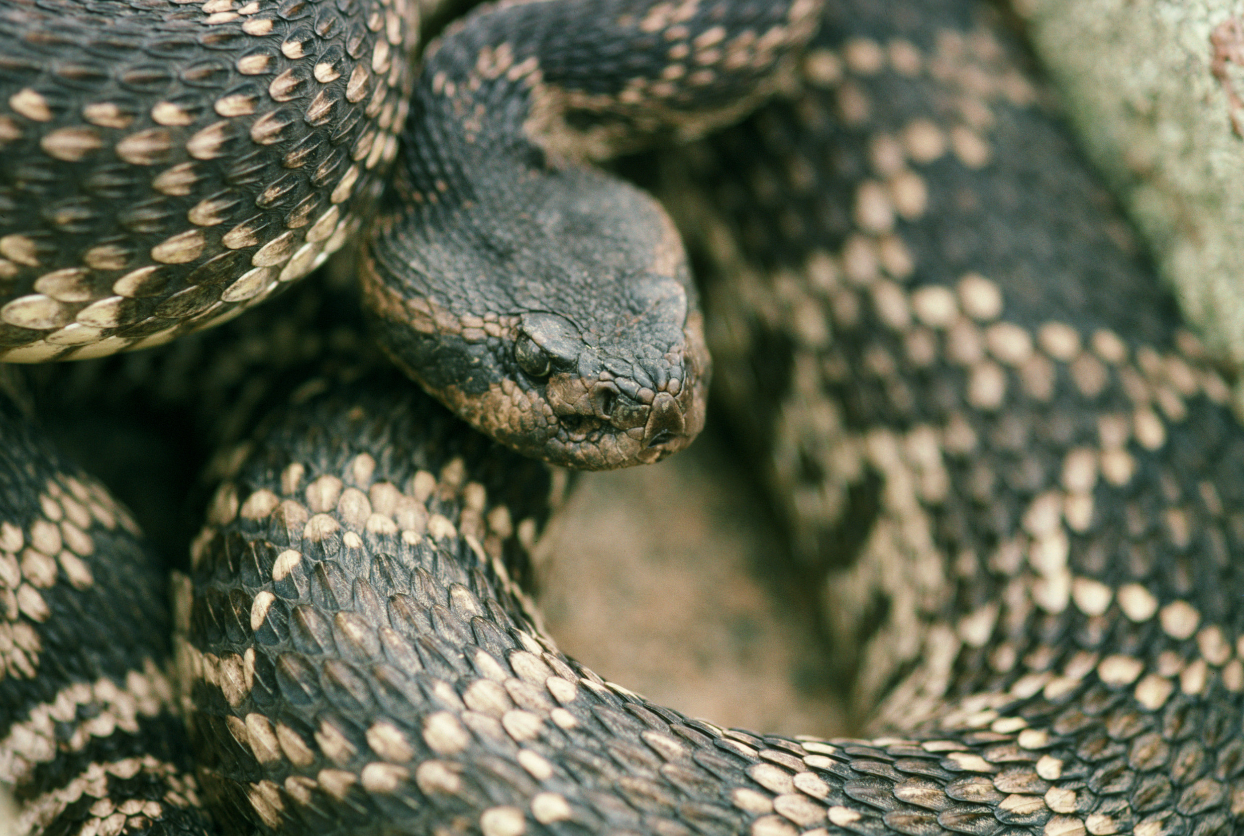 rattlesnake3.jpg