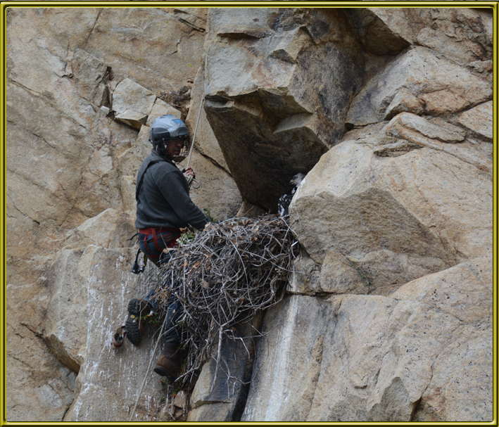 BBI staffer checking raptor nest