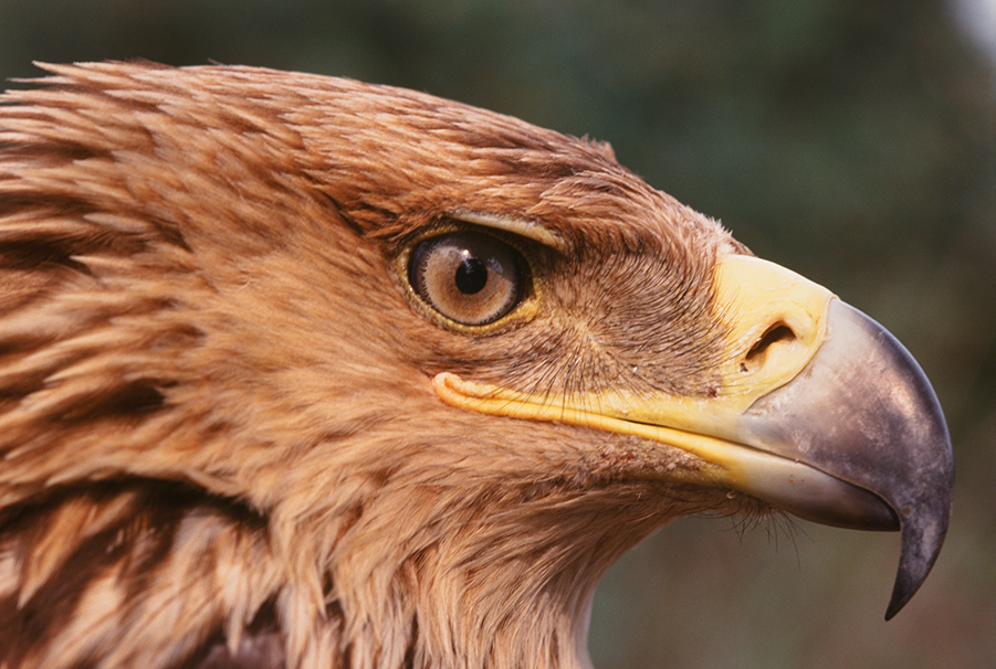 Imperial Eagle