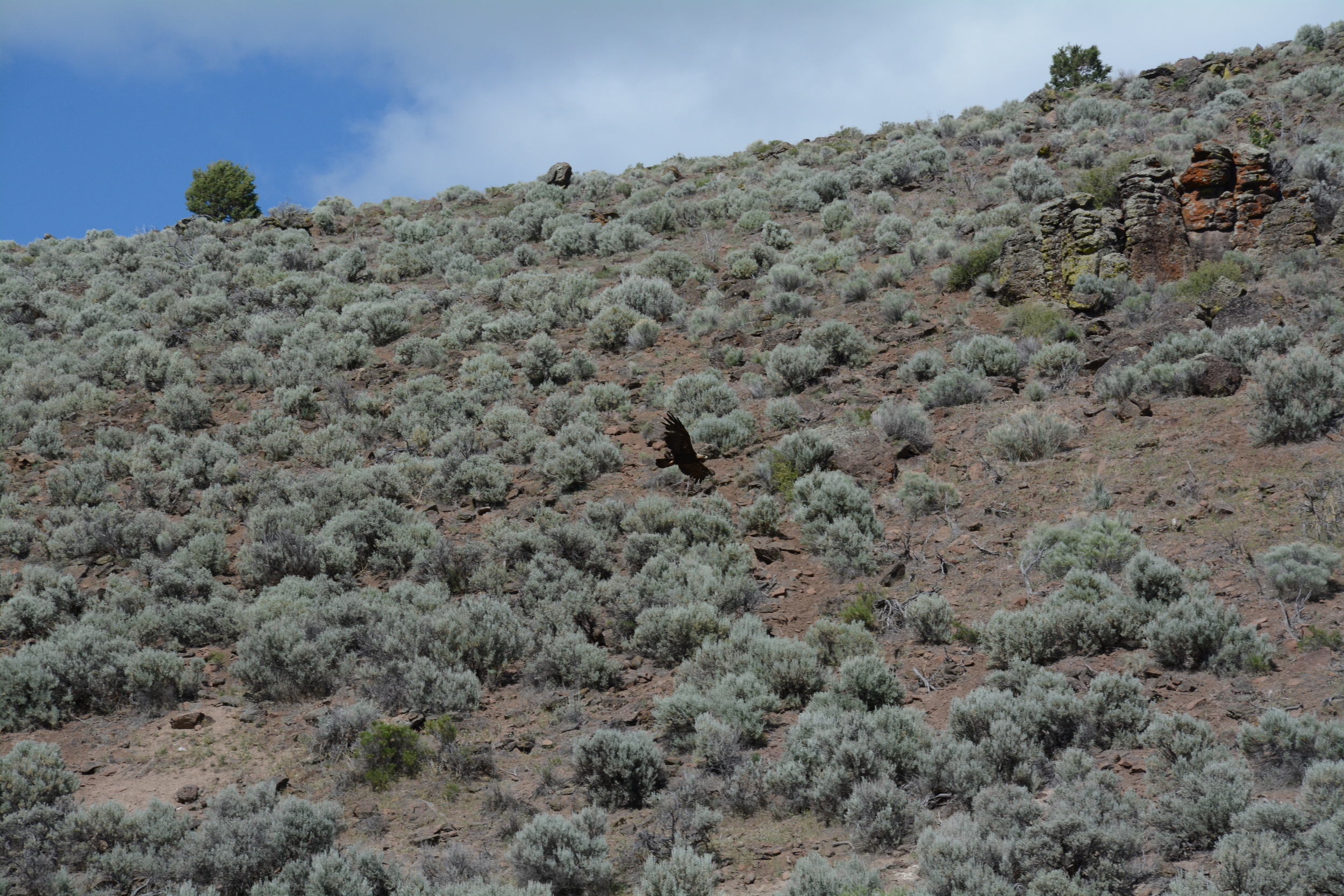 Golden Eagle flying above big sage in the Great Basin