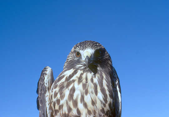 Immature Swainson's Hawk