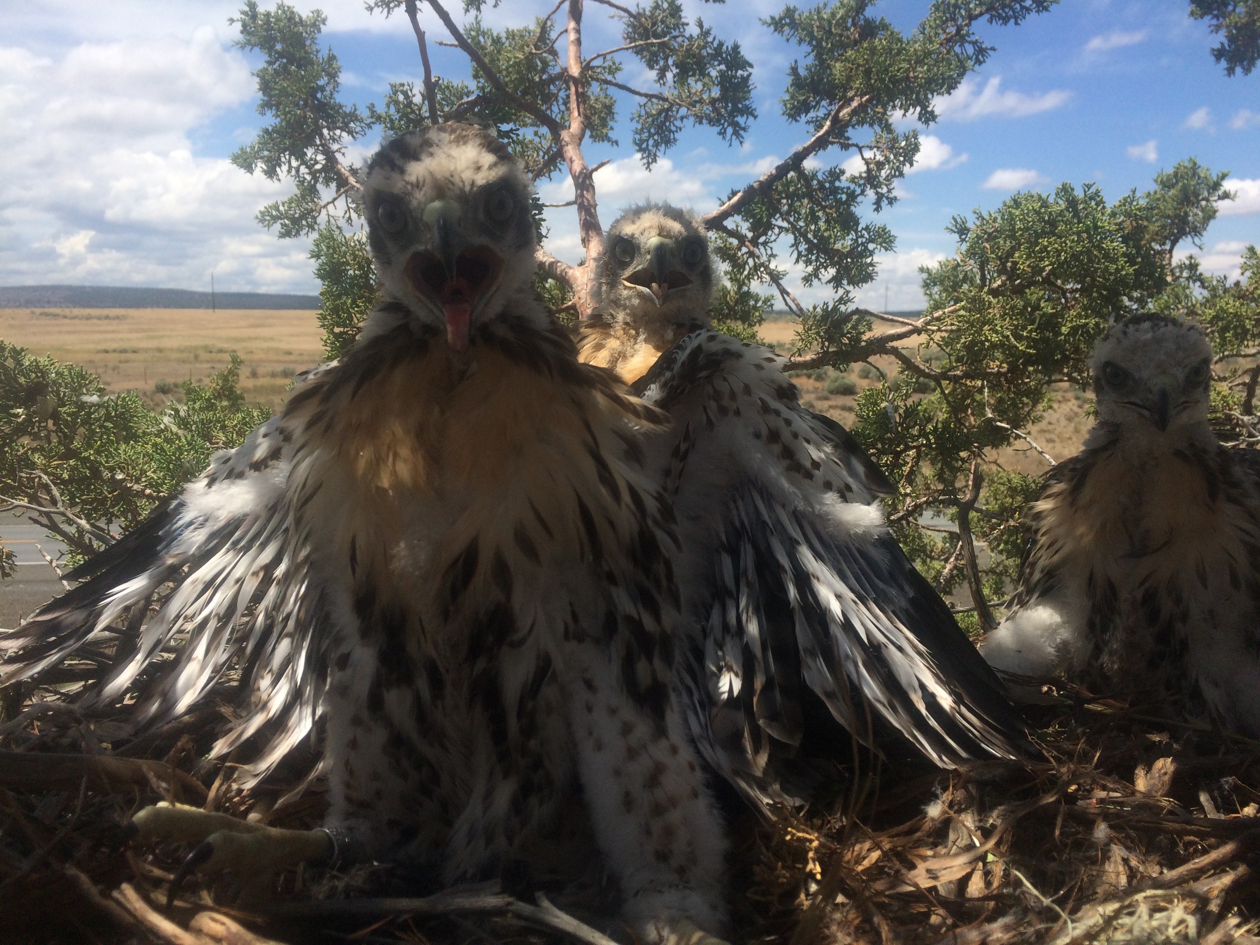 Late Red-tailed Hawk nest