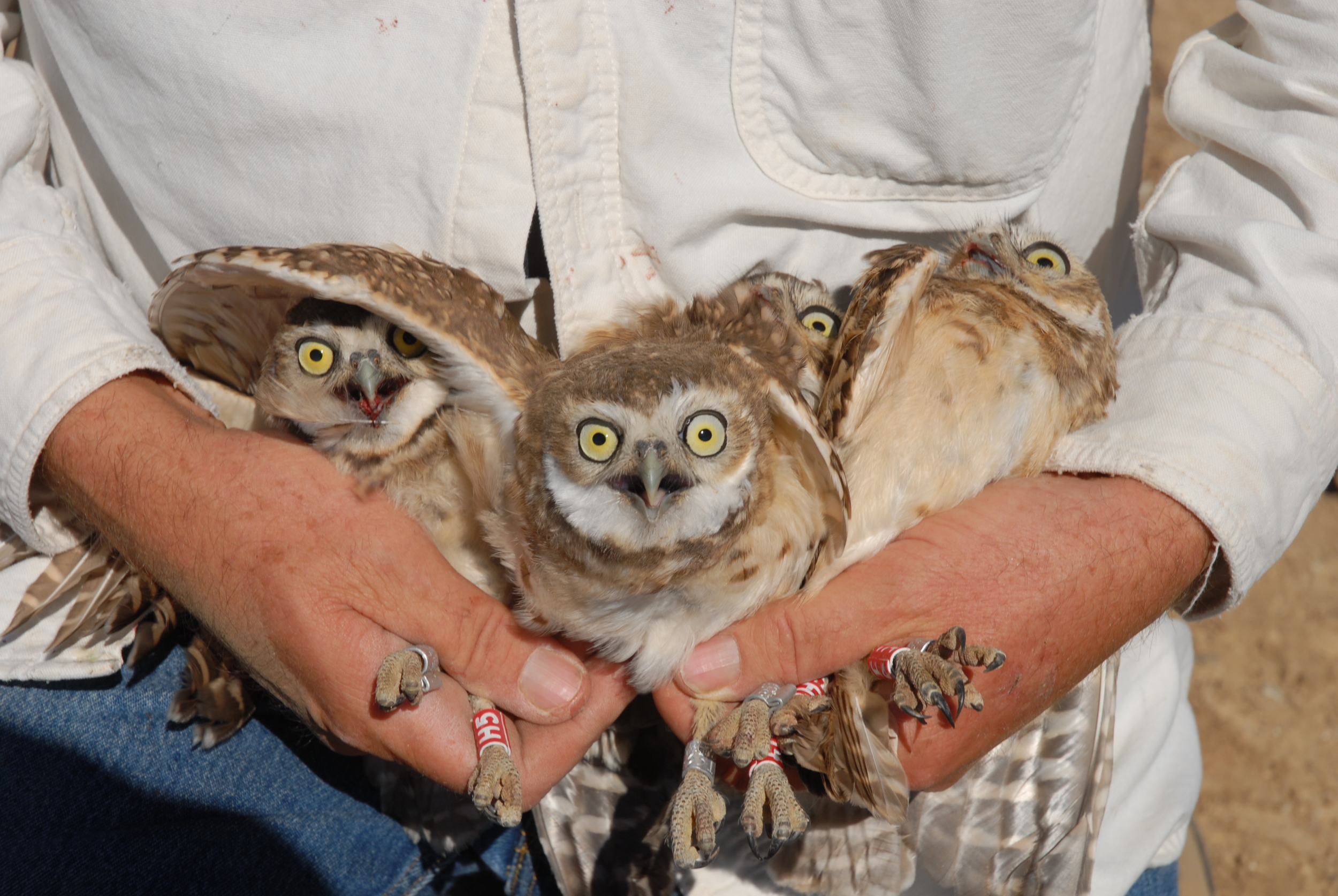 Burrowing Owls - Antelope Valley