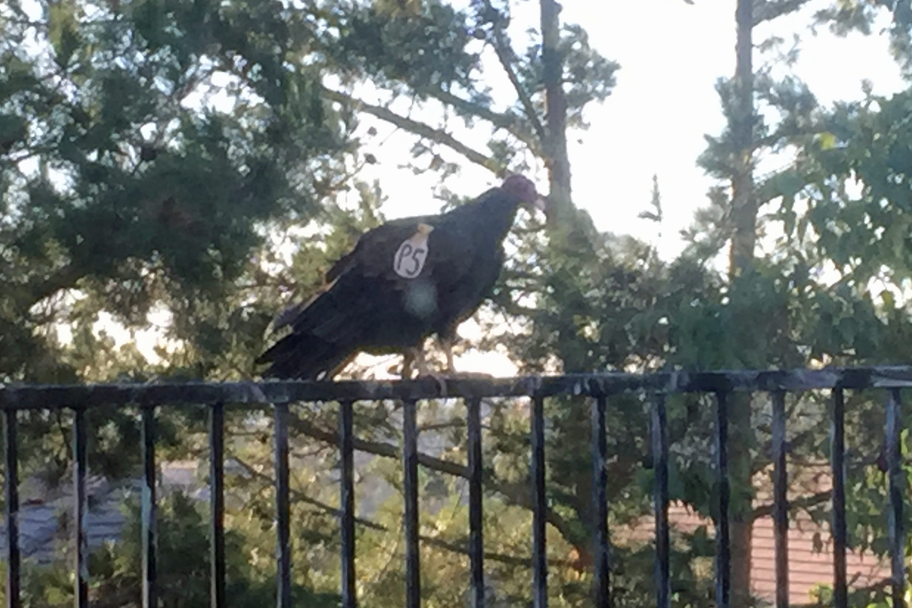 Turkey Vulture P5