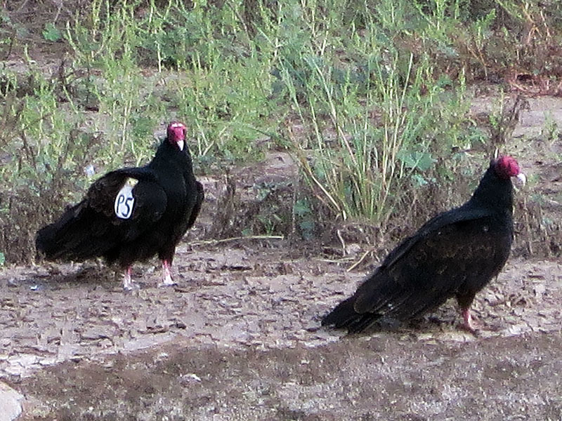 Turkey Vulture P5