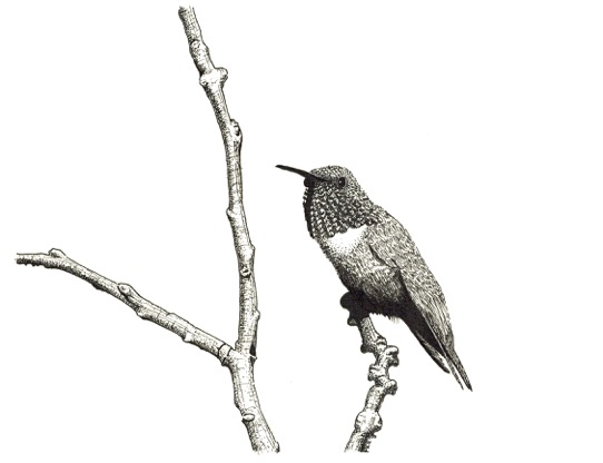 Allen's Hummingbird by Marcus C. England http://art.mcengland.com