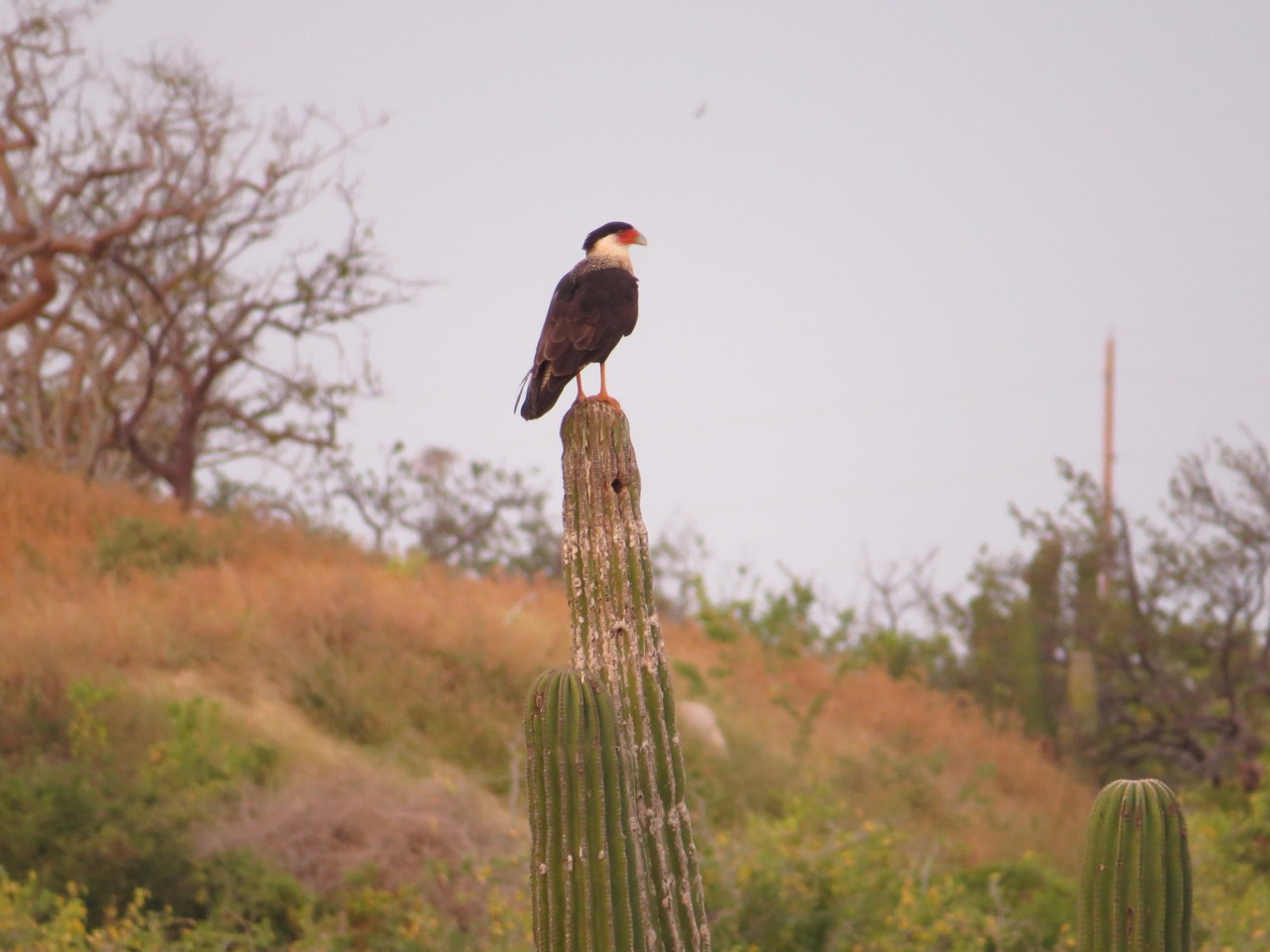 “Crested Caracara on a saguaro cactus. Photo taken in southern Baja California Sur, Mexico by Marcus C. England."