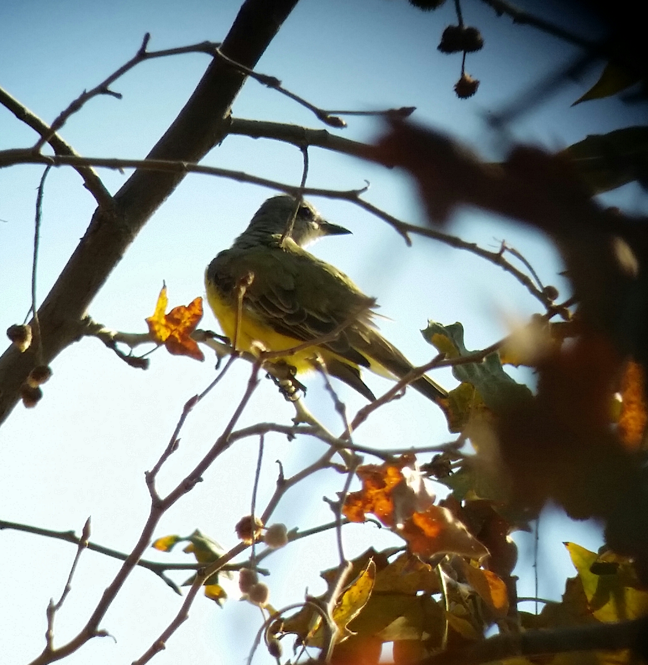 The famous Couch’s Kingbird (only 2nd state record)
