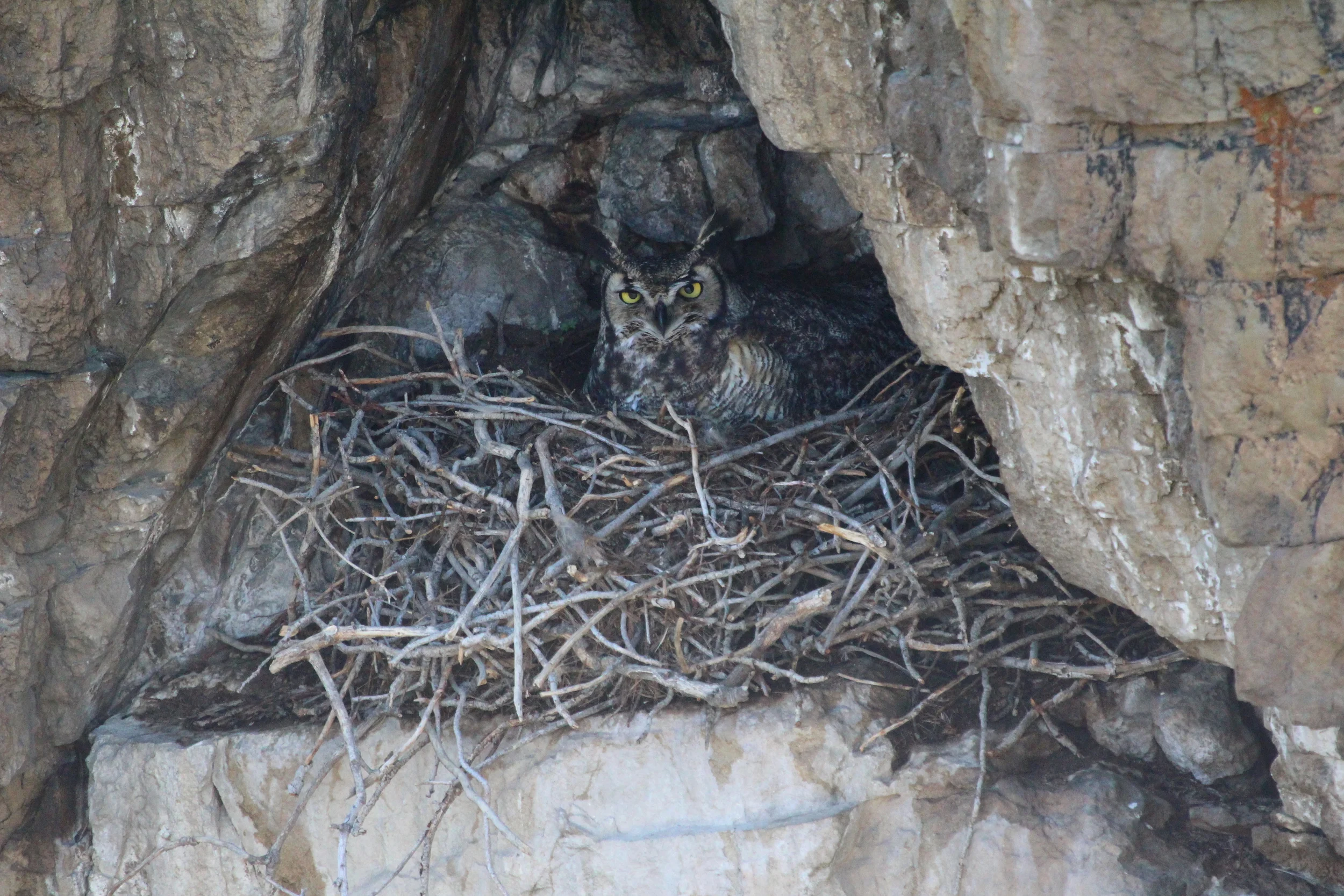 Great Horned Owl Photo courtesy of Michael Kuehn