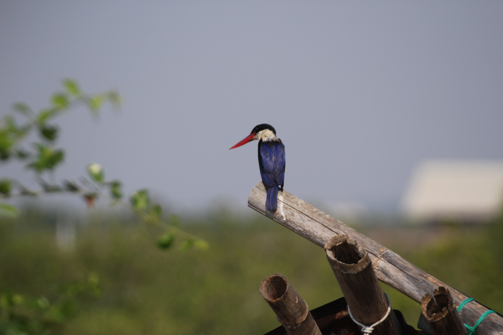 Black-capped Kingfisher