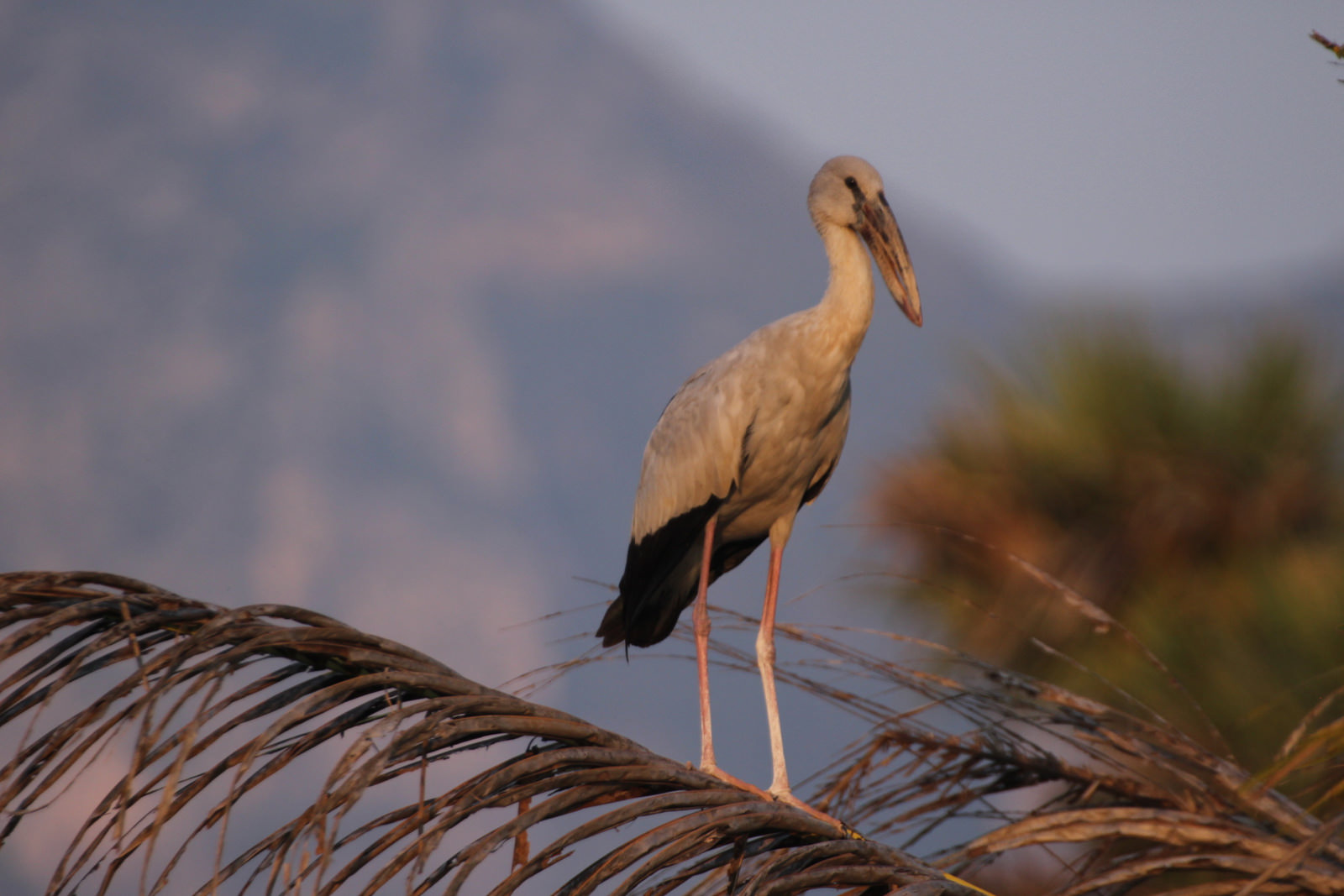 Asian Openbill, Anastomus oscitans