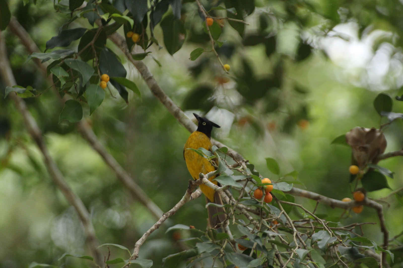 Black-crested Bulbul