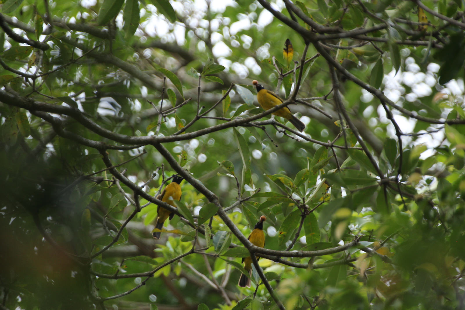 Black-crested Bulbuls foraging