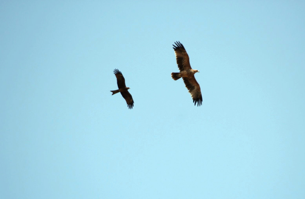 Black Kite and Eastern Imperial Eagle