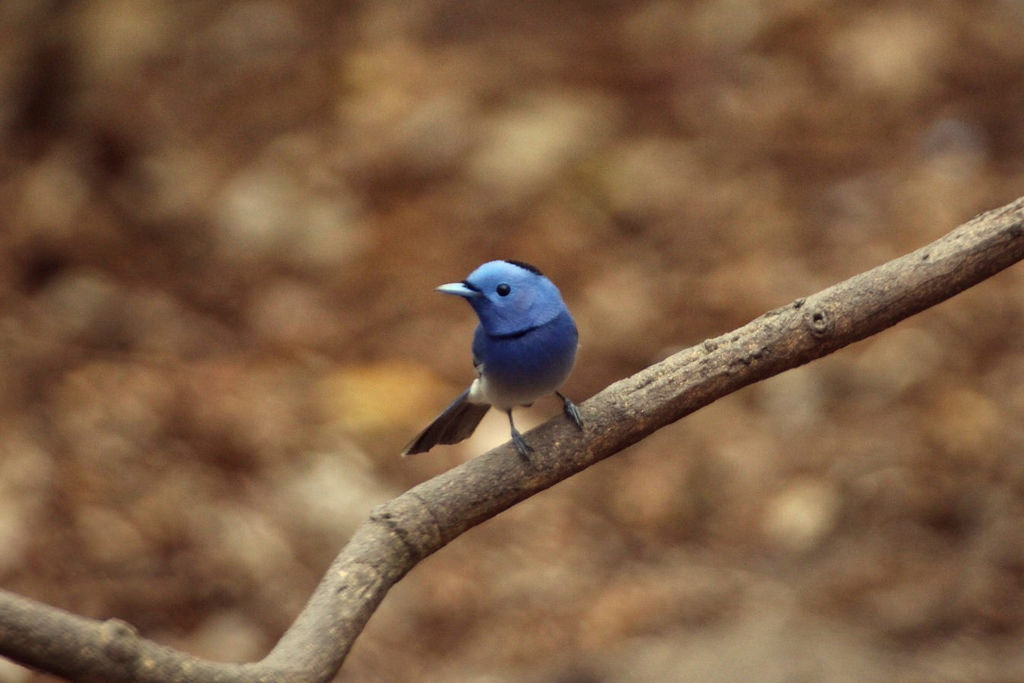 Blue-naped Monarch