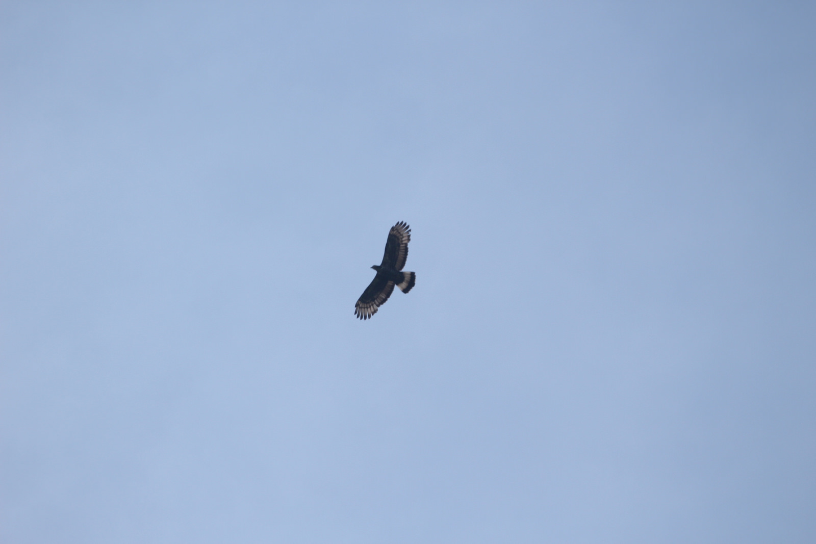 Crested Serpent Eagle