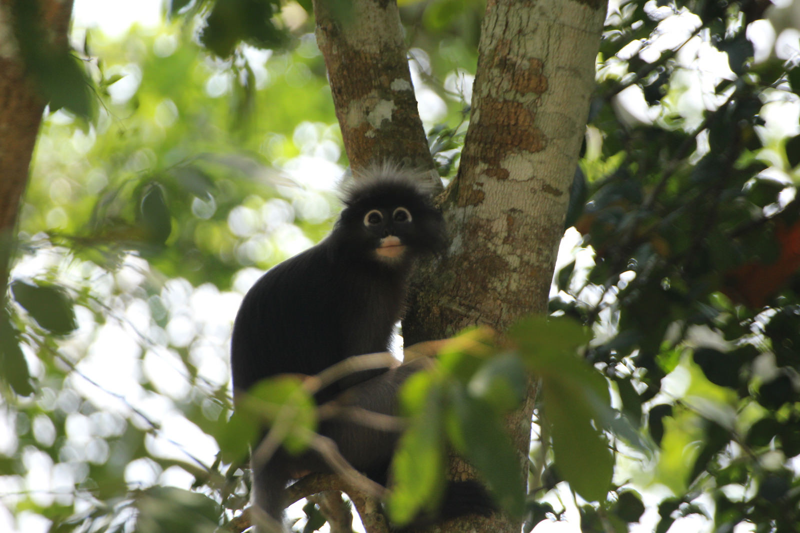 Dusky Leaf Monkey or Dusky Langur, Trachypithecus obscurus