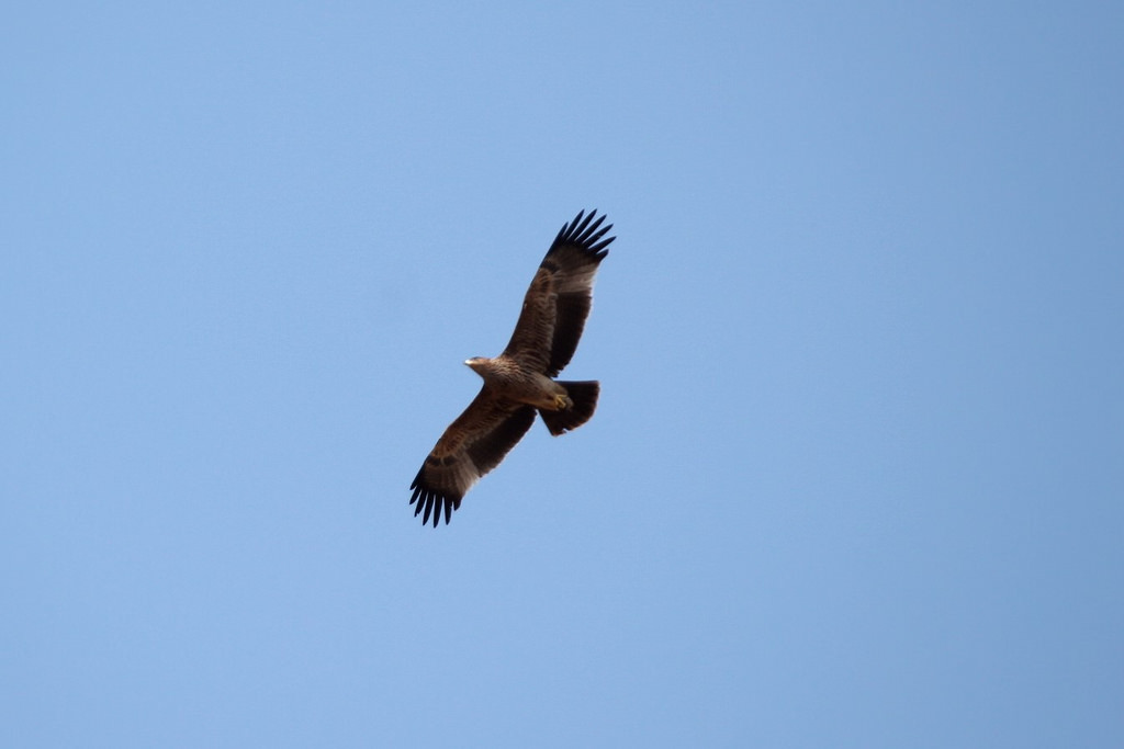 Eastern Imperial Eagle