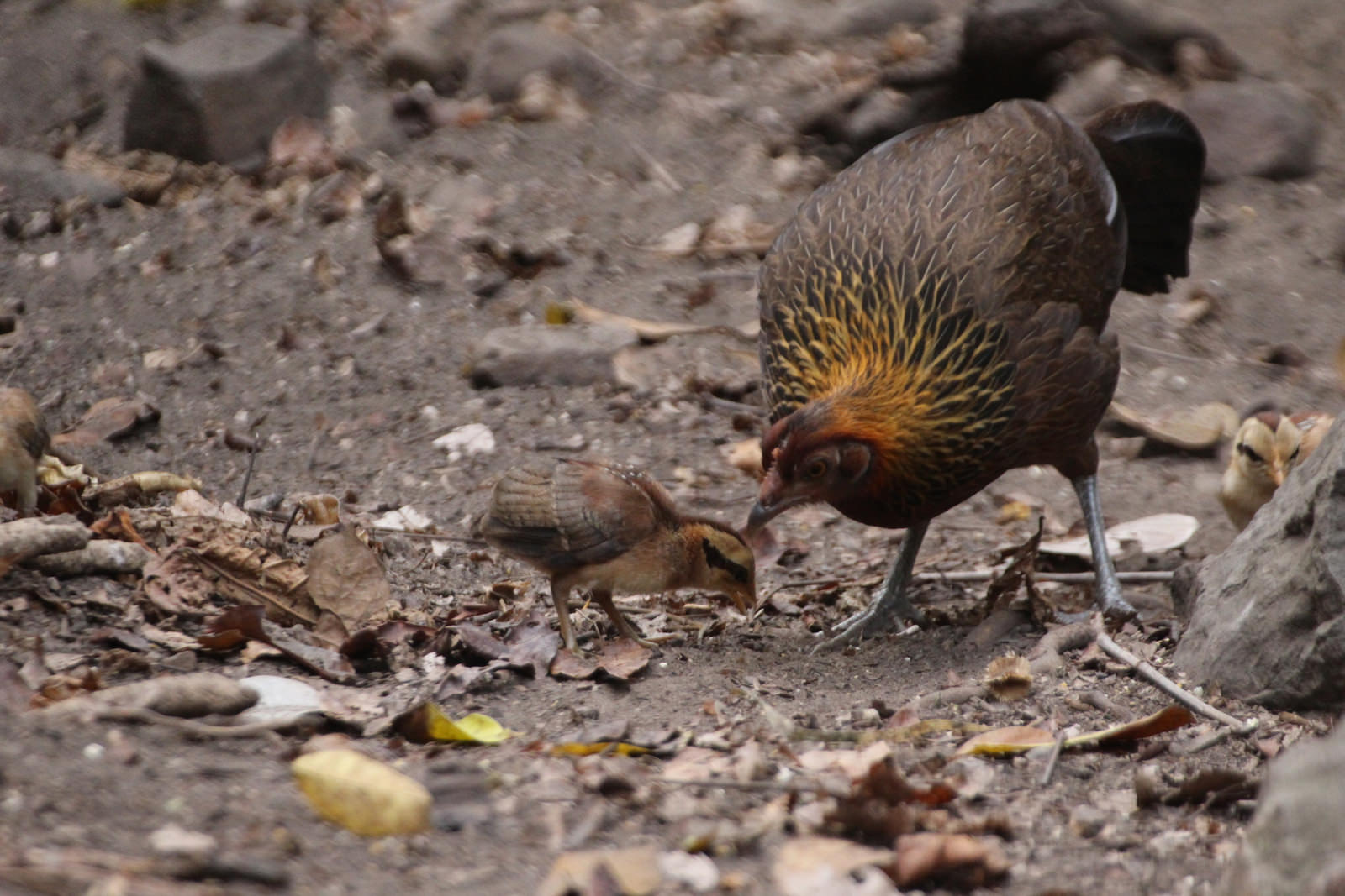 Female and chicks, Red Junglefowl