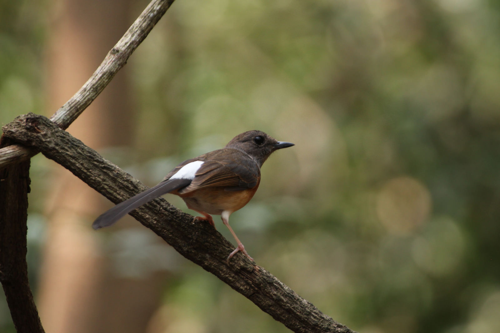 female, White-rumped Shama, Copsychus malabaricus