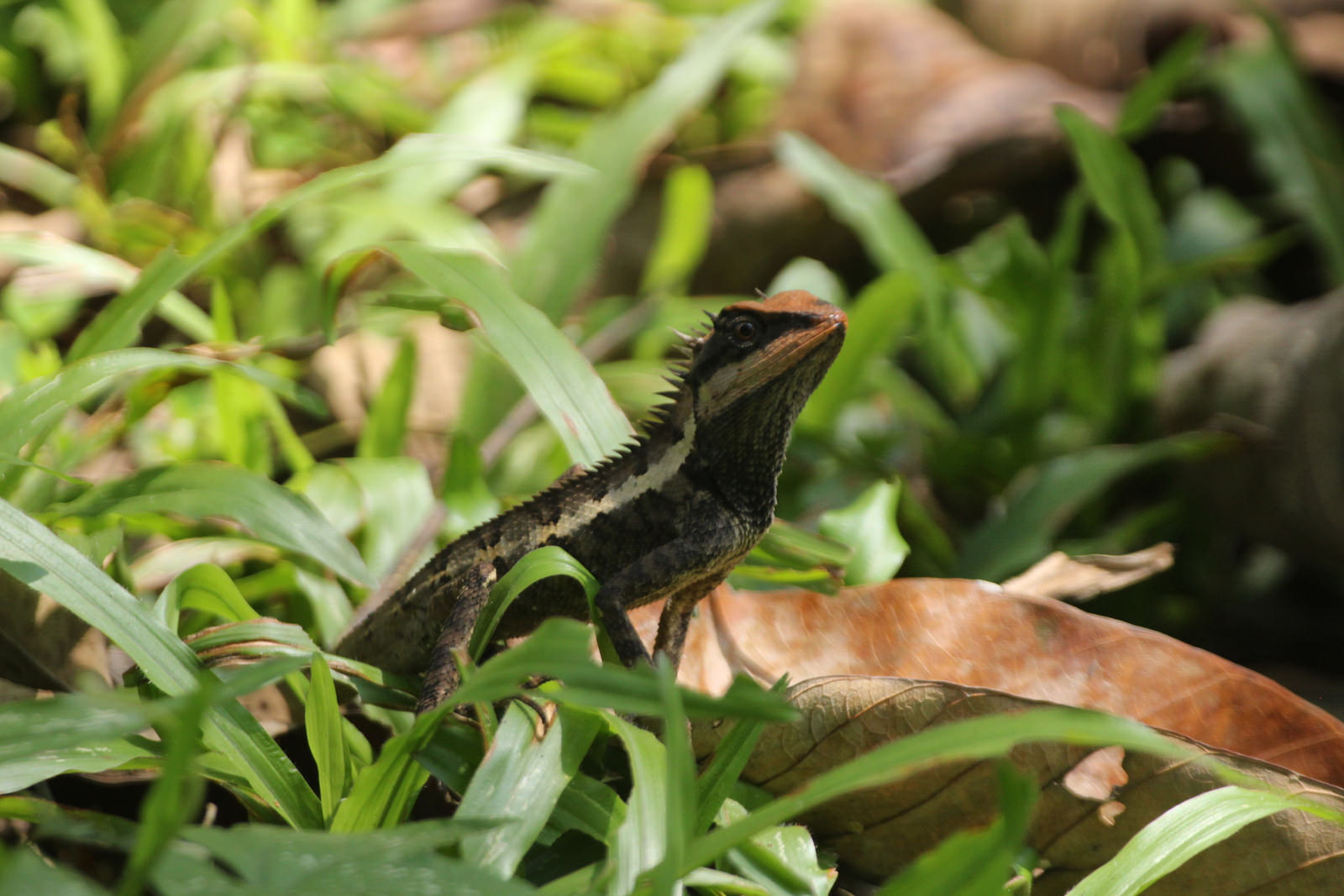 Forest Crested Lizard