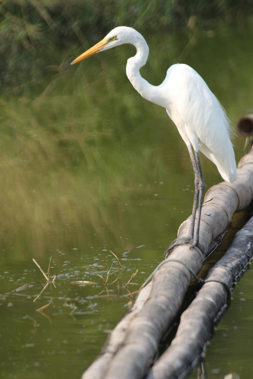 Great Egret