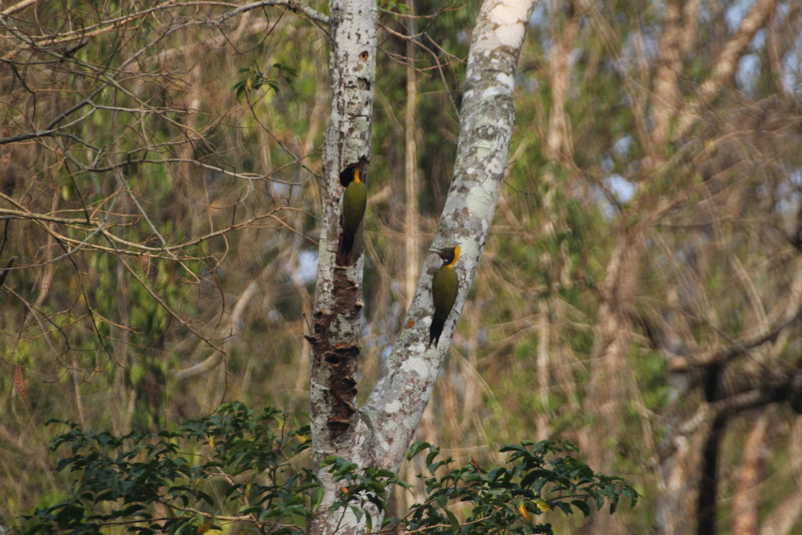 Greater yellownape, Chrysophlegma flavinucha